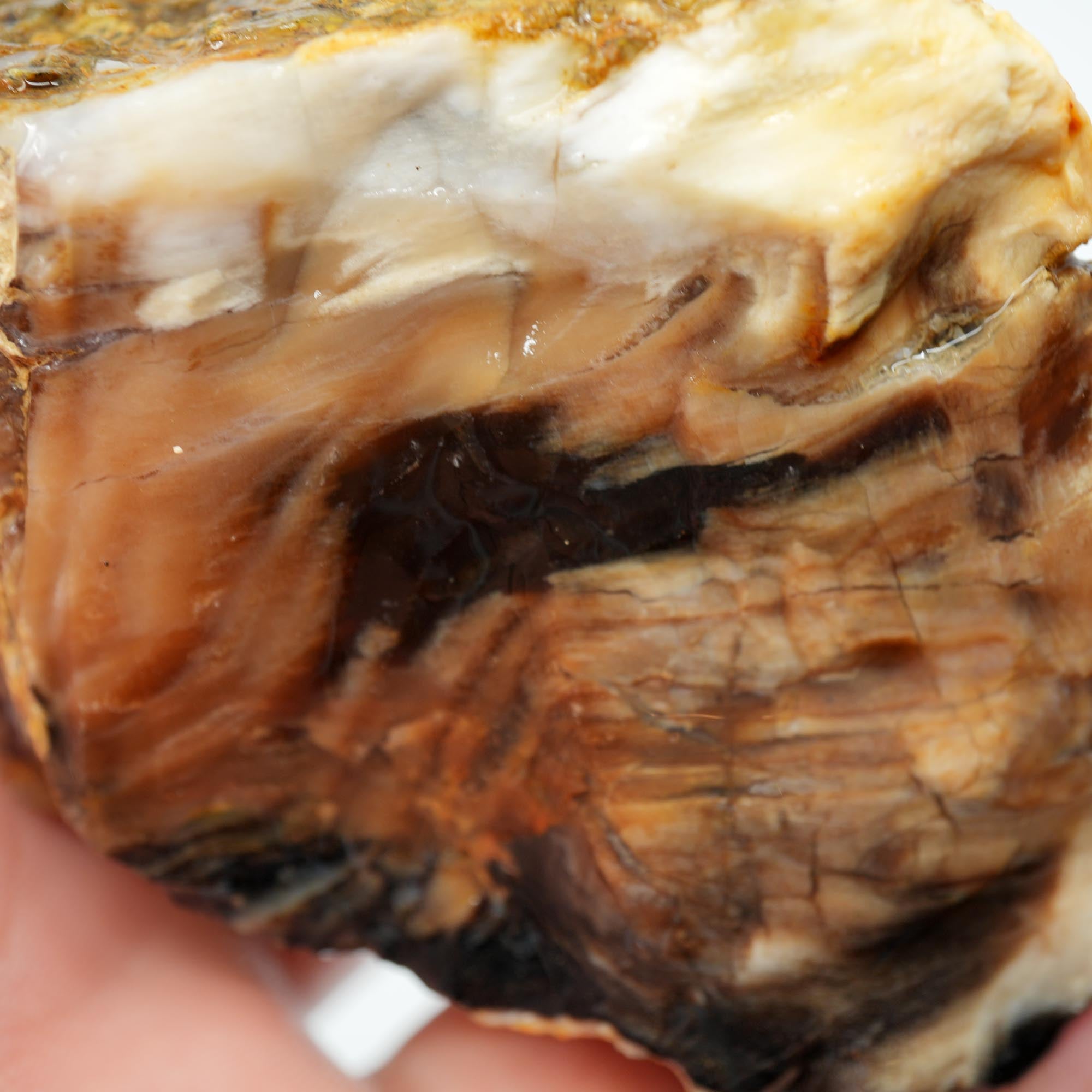 Mystery Opalized Petrified Wood Rough - Smoky Woodgrain with Black and White