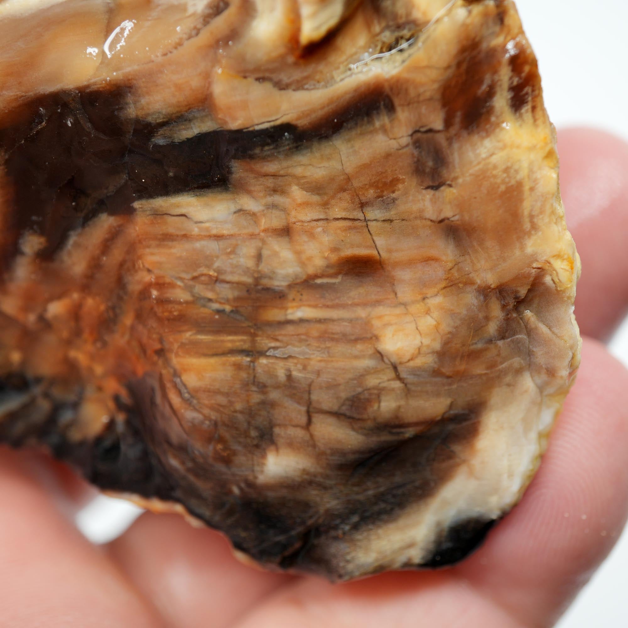 Mystery Opalized Petrified Wood Rough - Smoky Woodgrain with Black and White