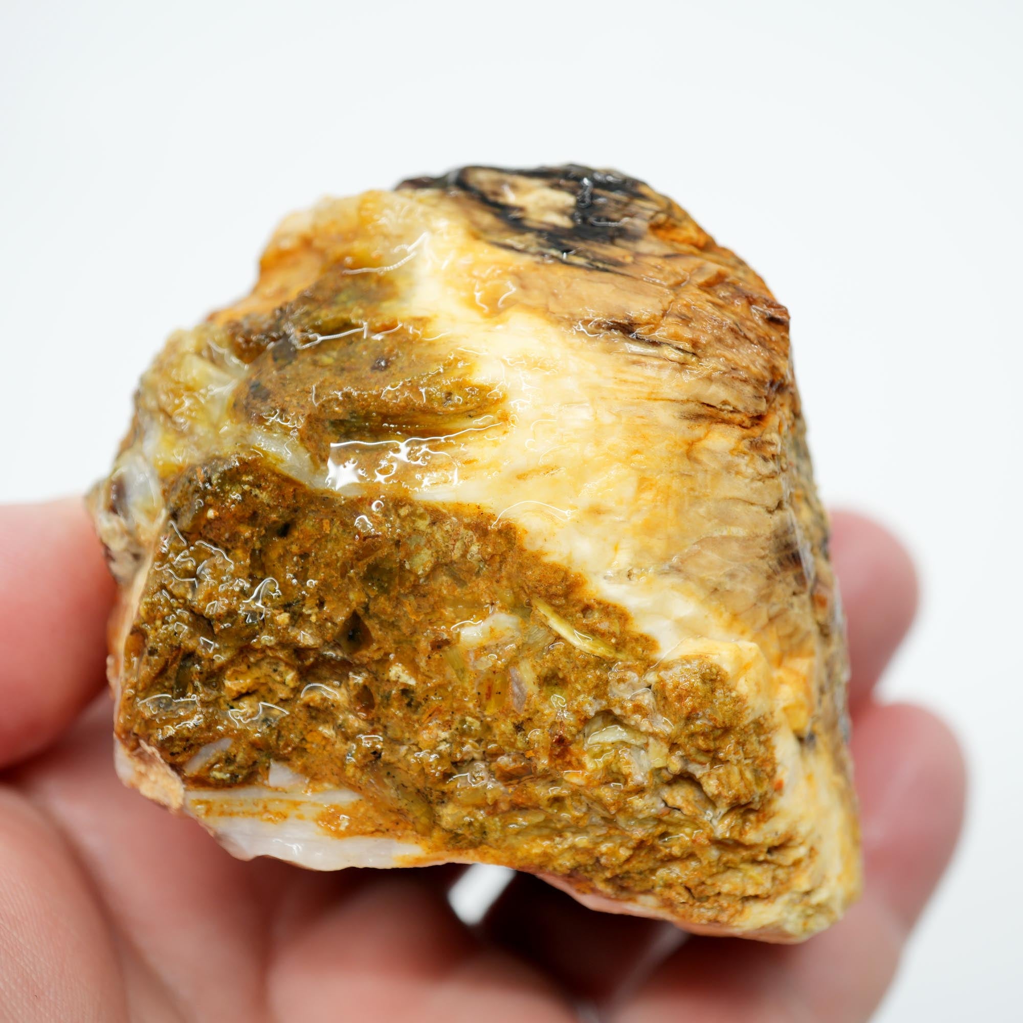 Mystery Opalized Petrified Wood Rough - Smoky Woodgrain with Black and White