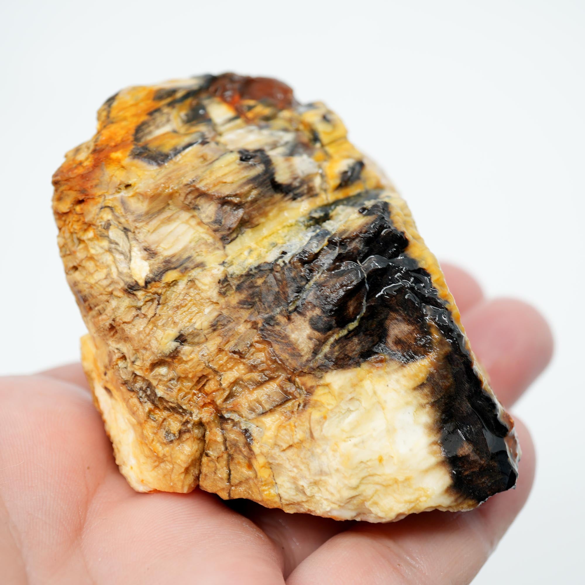 Mystery Opalized Petrified Wood Rough - Smoky Woodgrain with Black and White