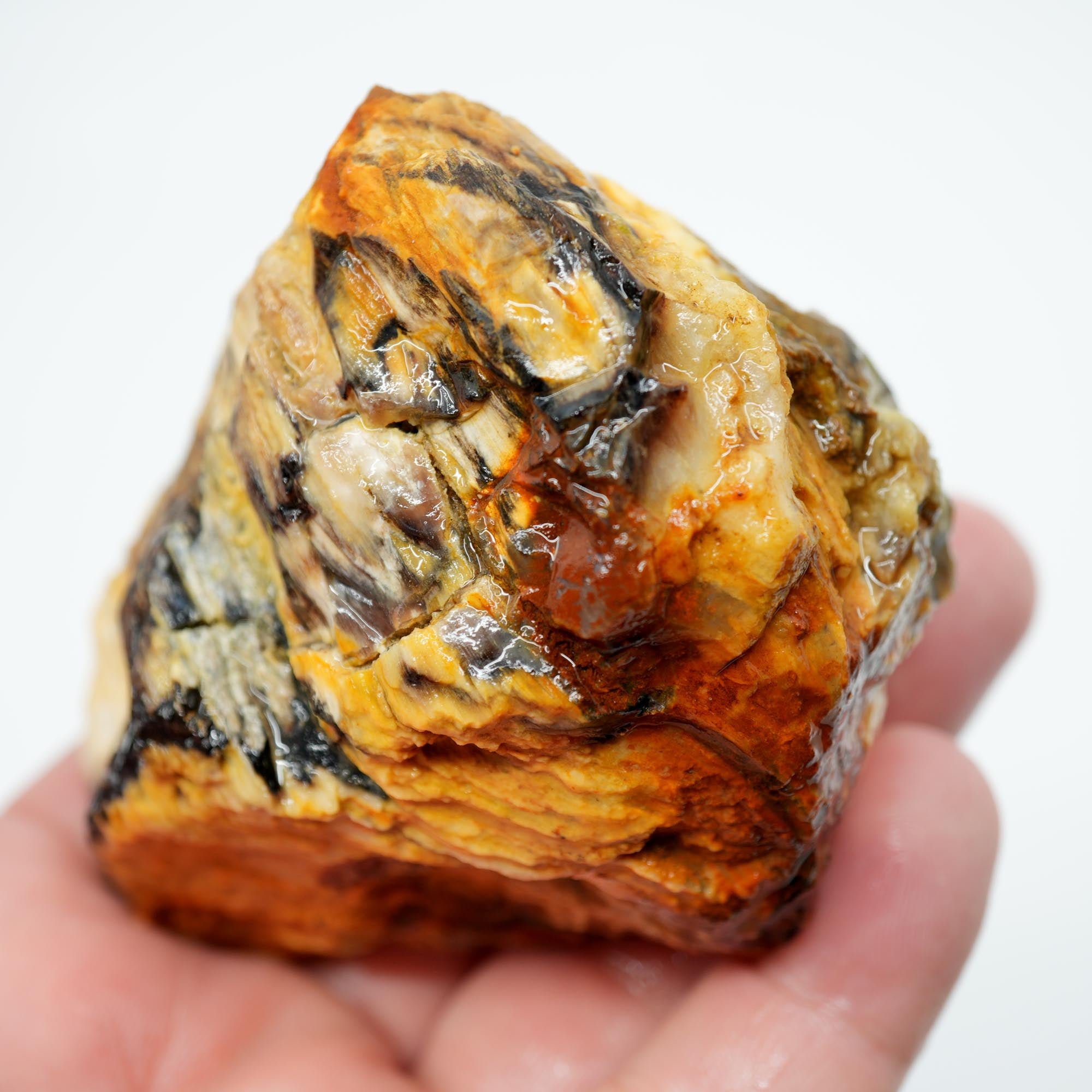 Mystery Opalized Petrified Wood Rough - Smoky Woodgrain with Black and White