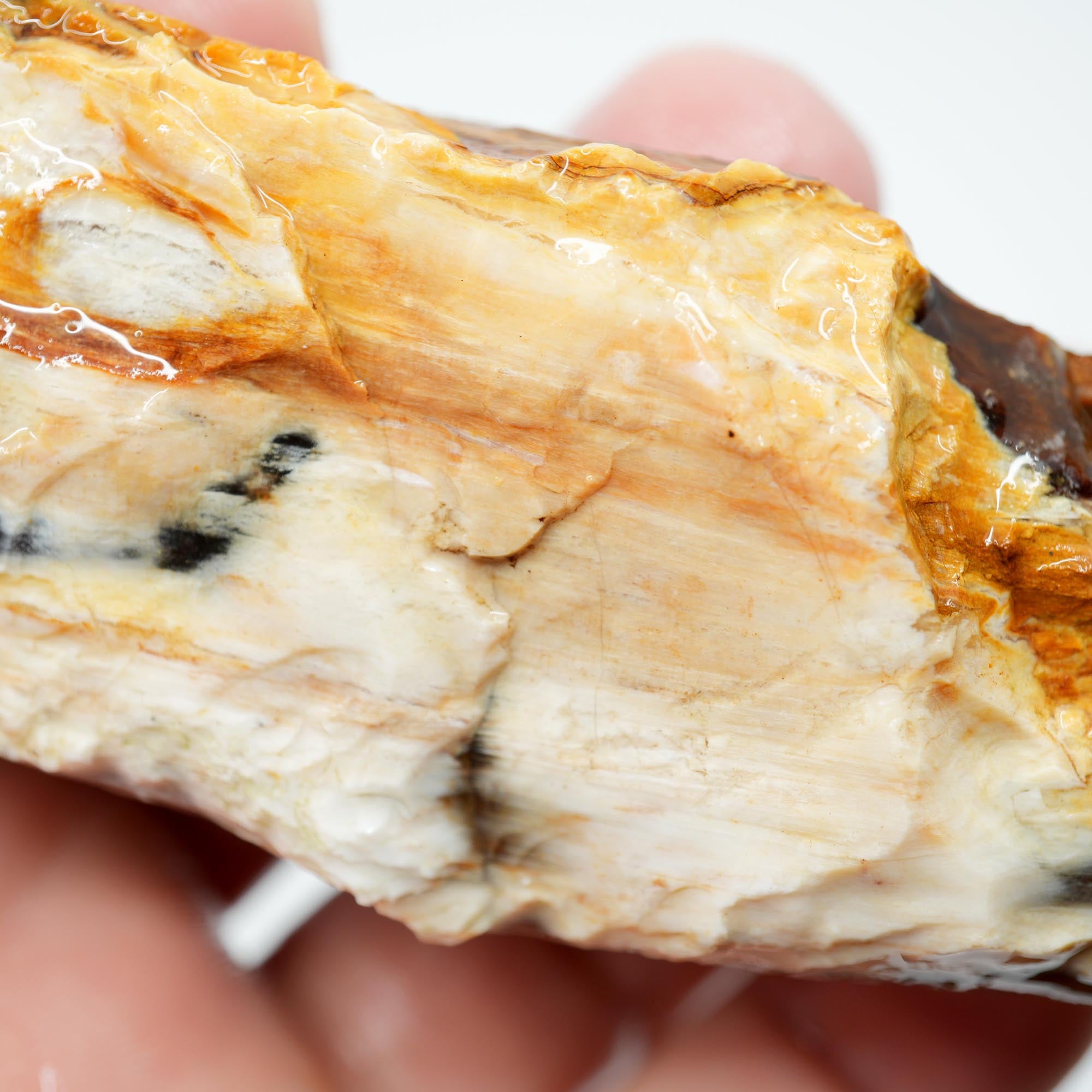Saddle Mountain Petrified Wood Rough - Opal Edge Woodgrain Display