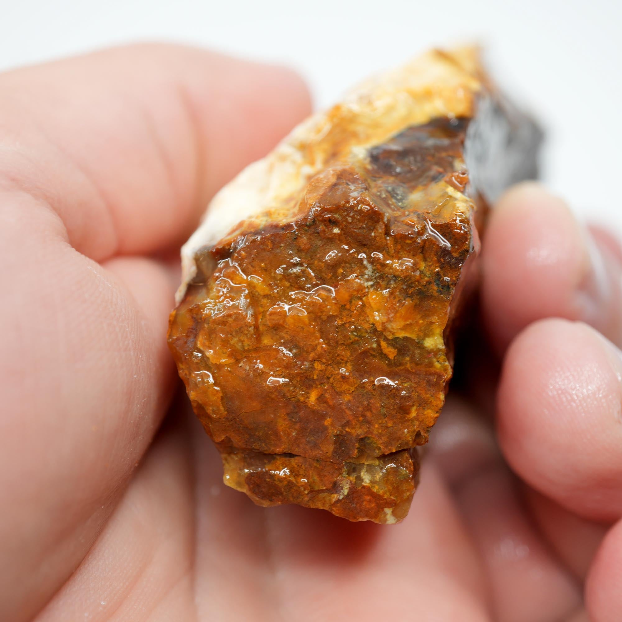 Saddle Mountain Petrified Wood Rough - Opal Edge Woodgrain Display