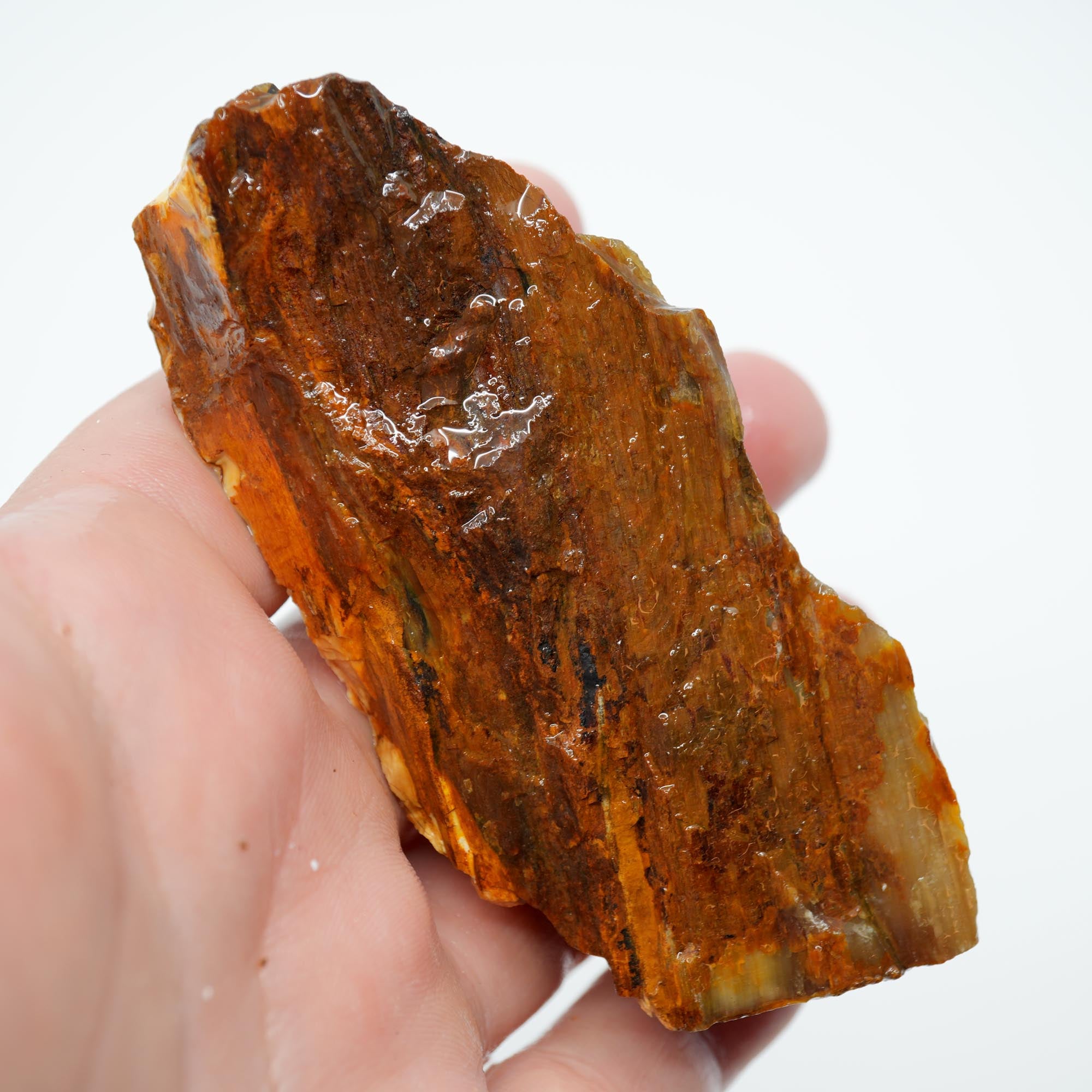 Saddle Mountain Petrified Wood Rough - Opal Edge Woodgrain Display
