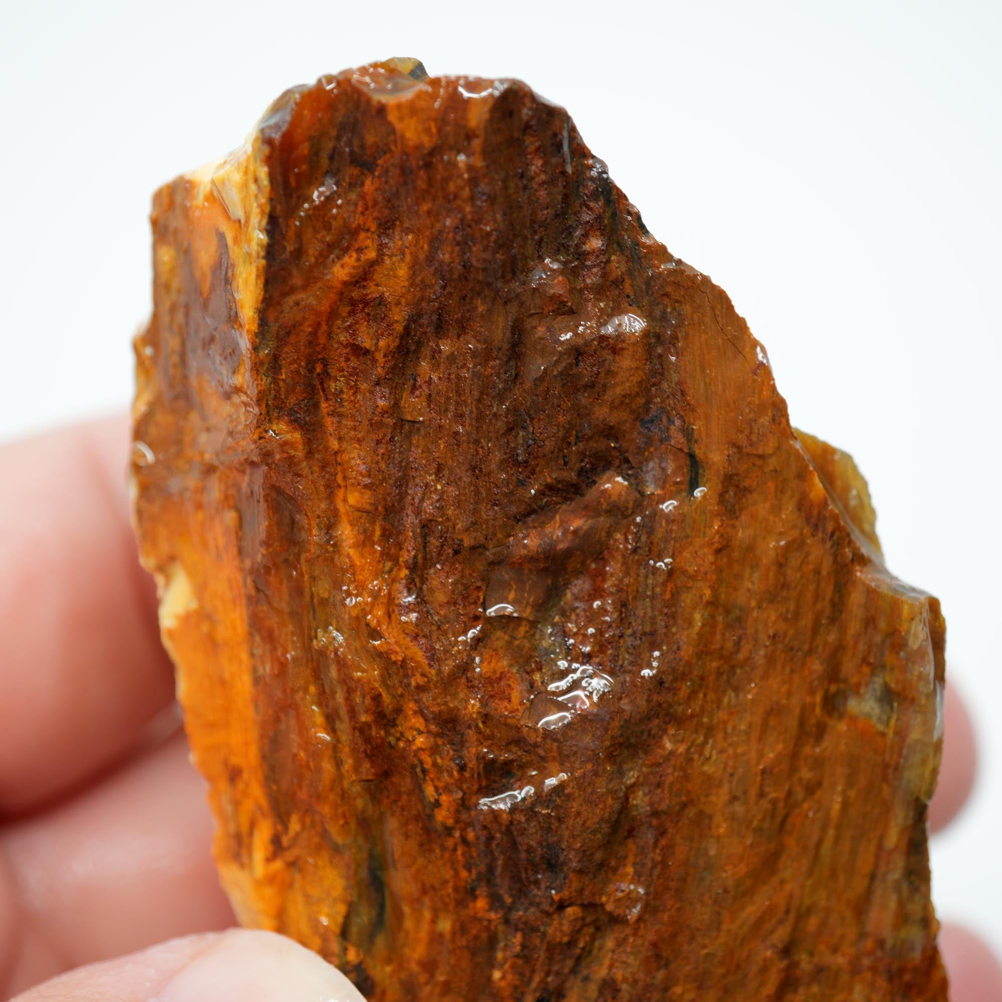 Saddle Mountain Petrified Wood Rough - Opal Edge Woodgrain Display