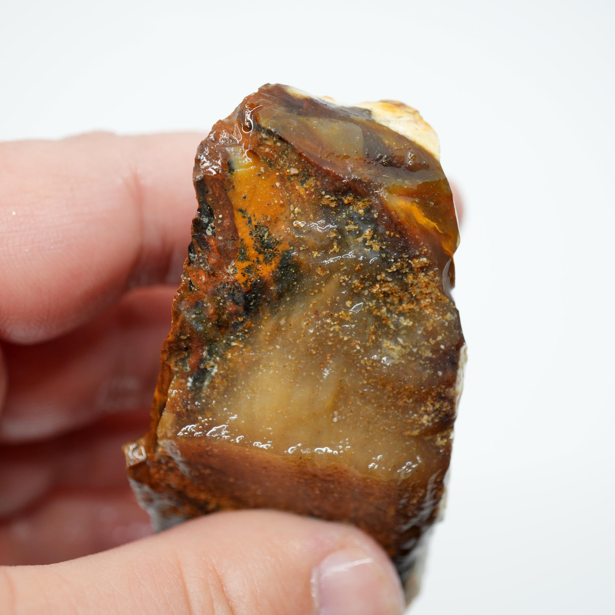 Saddle Mountain Petrified Wood Rough - Opal Edge Woodgrain Display