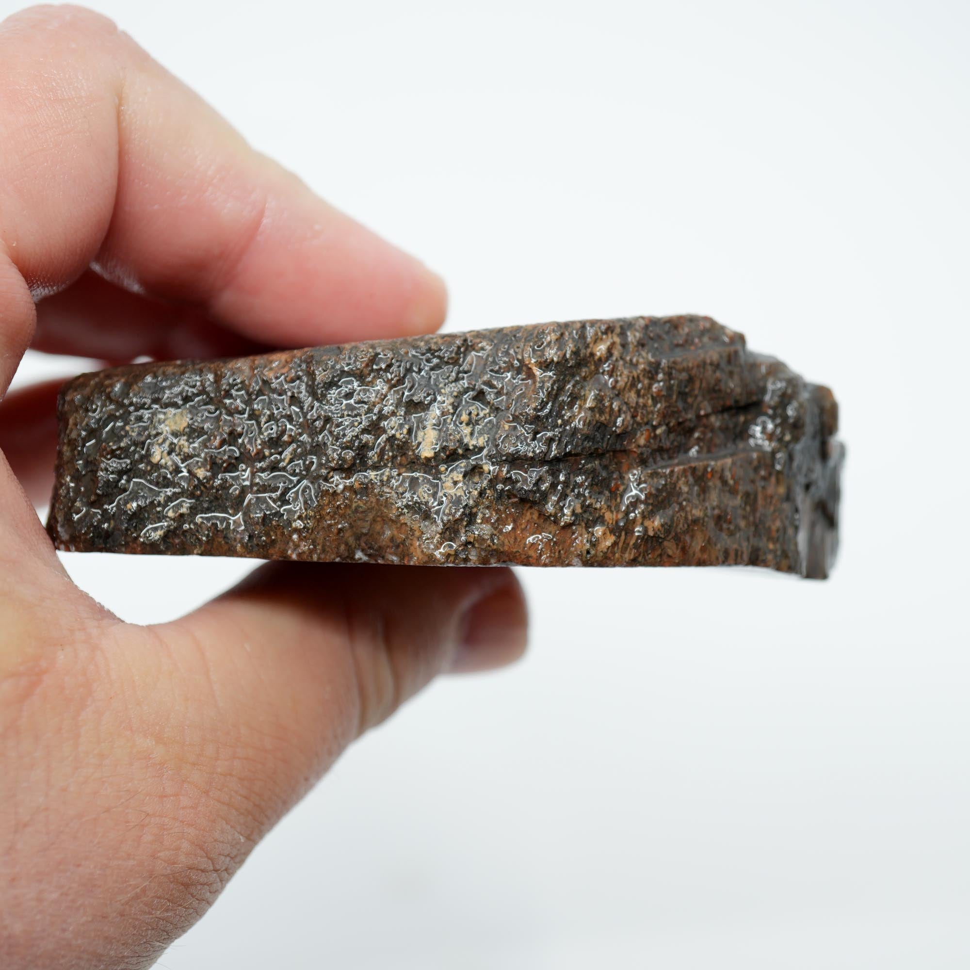 Gem Dinosaur Bone Endcut - Defined Cell Pattern Calcite Bone