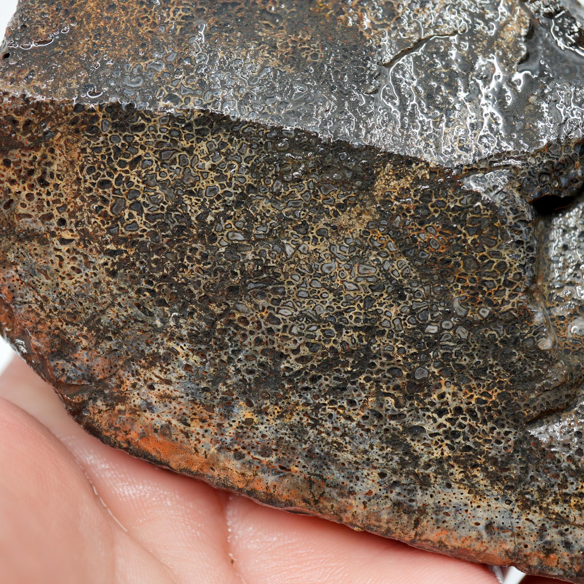 Gem Dinosaur Bone Endcut - Defined Cell Pattern Calcite Bone