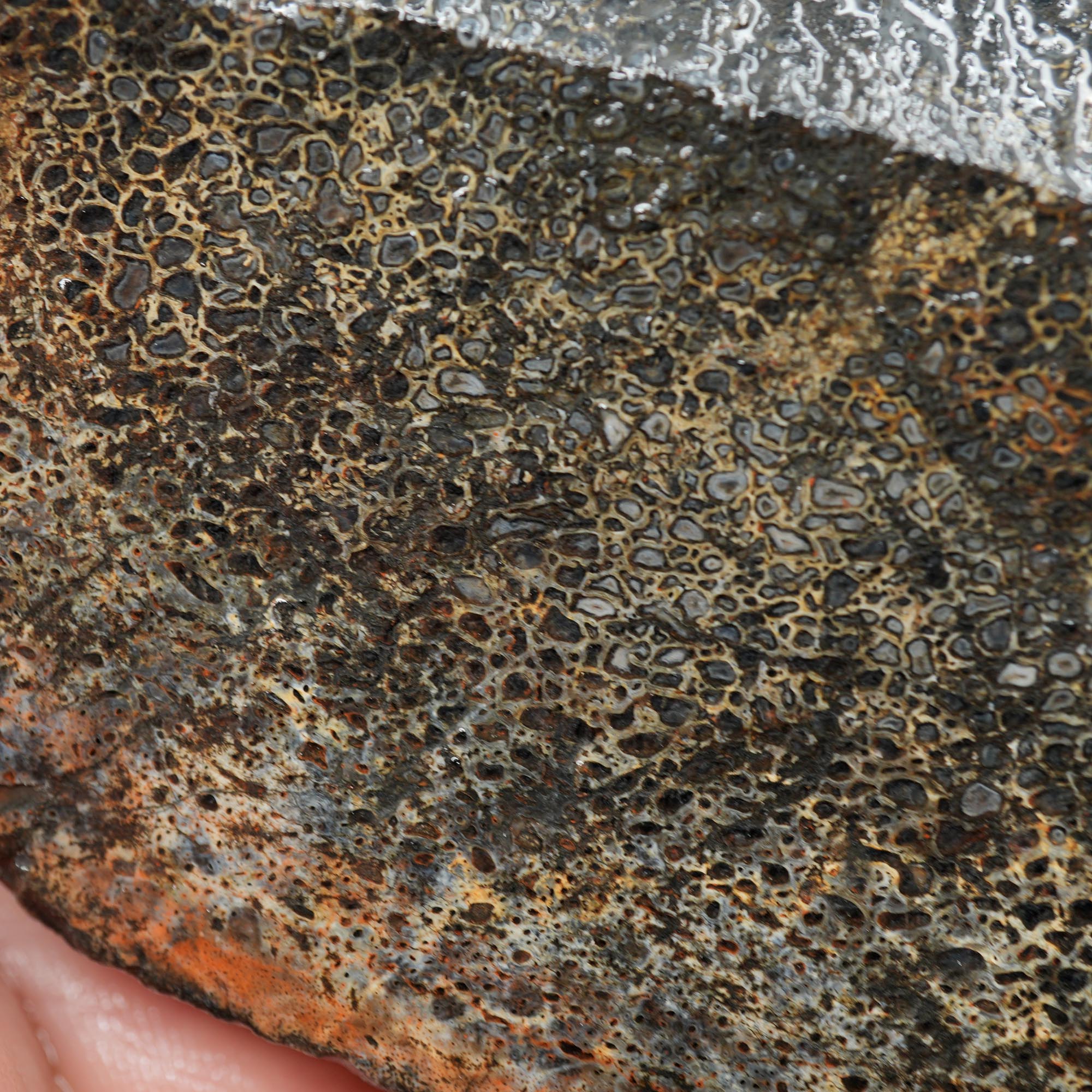 Gem Dinosaur Bone Endcut - Defined Cell Pattern Calcite Bone