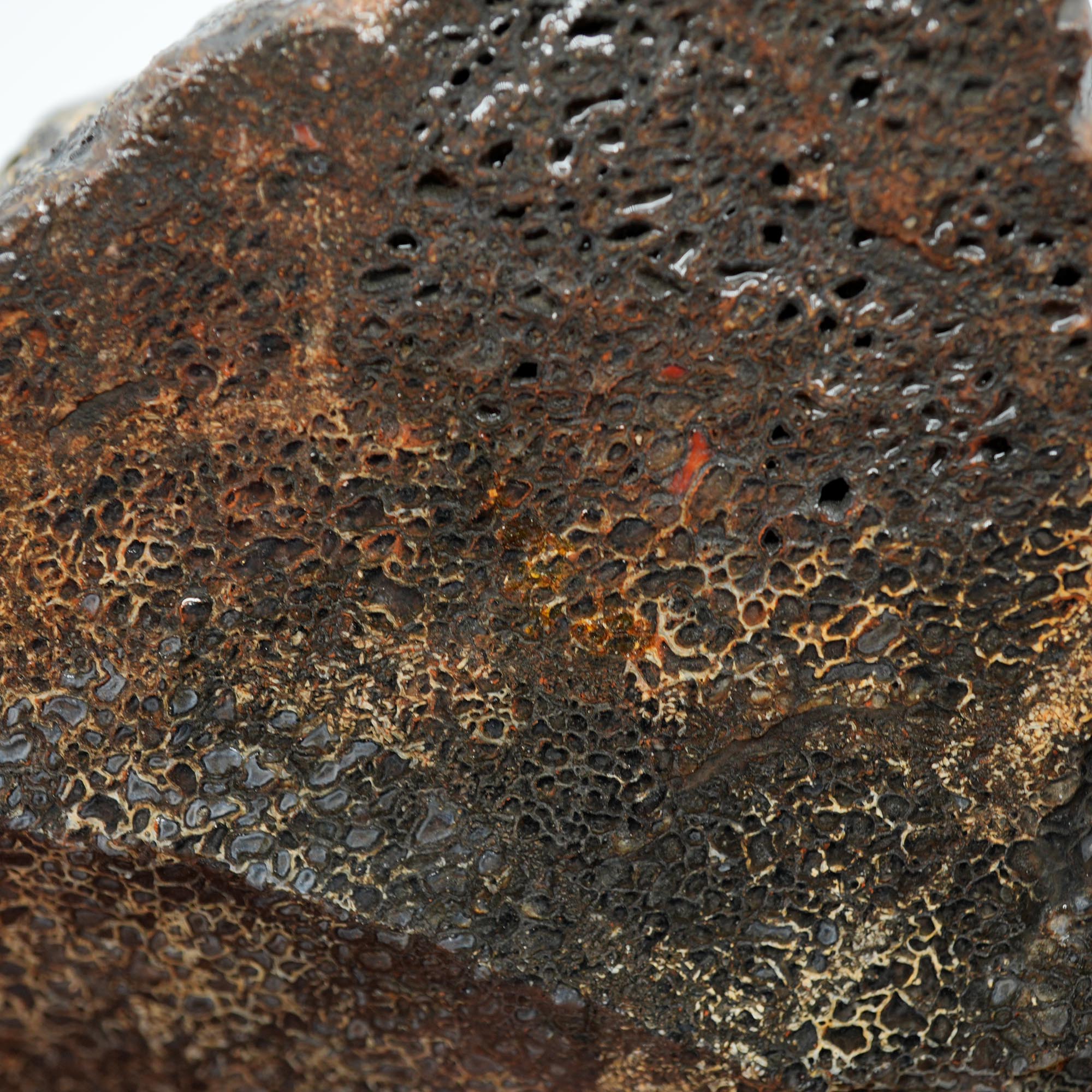 Gem Dinosaur Bone Endcut - Defined Cell Pattern Calcite Bone