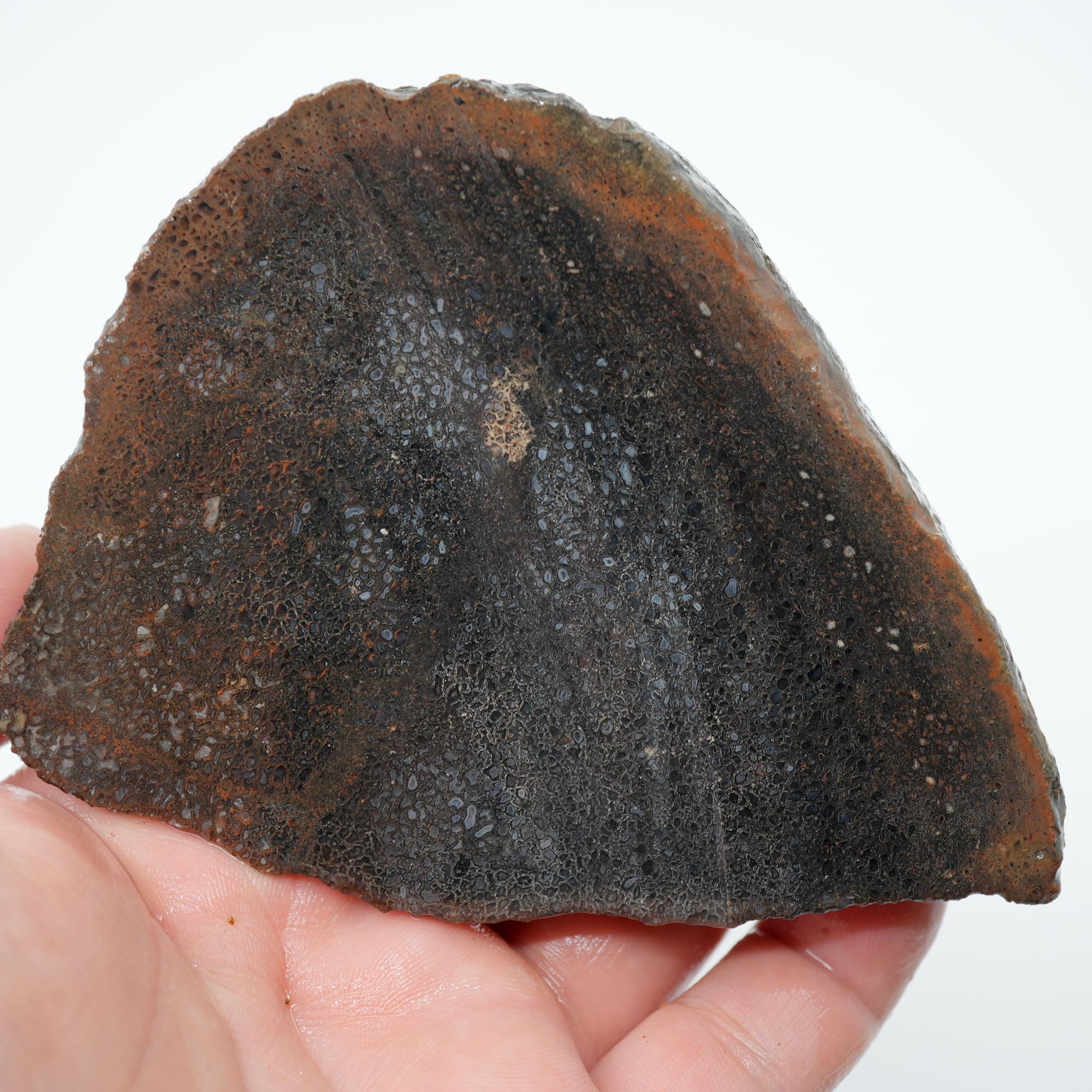 Gem Dinosaur Bone Endcut - Defined Cell Pattern Calcite Bone