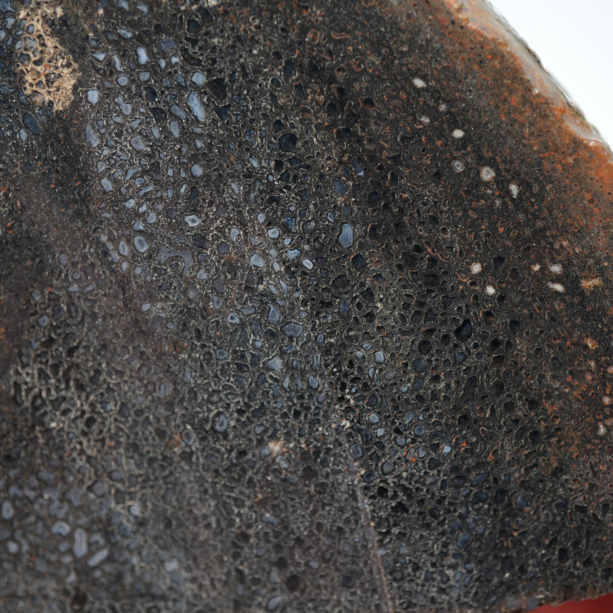 Gem Dinosaur Bone Endcut - Defined Cell Pattern Calcite Bone