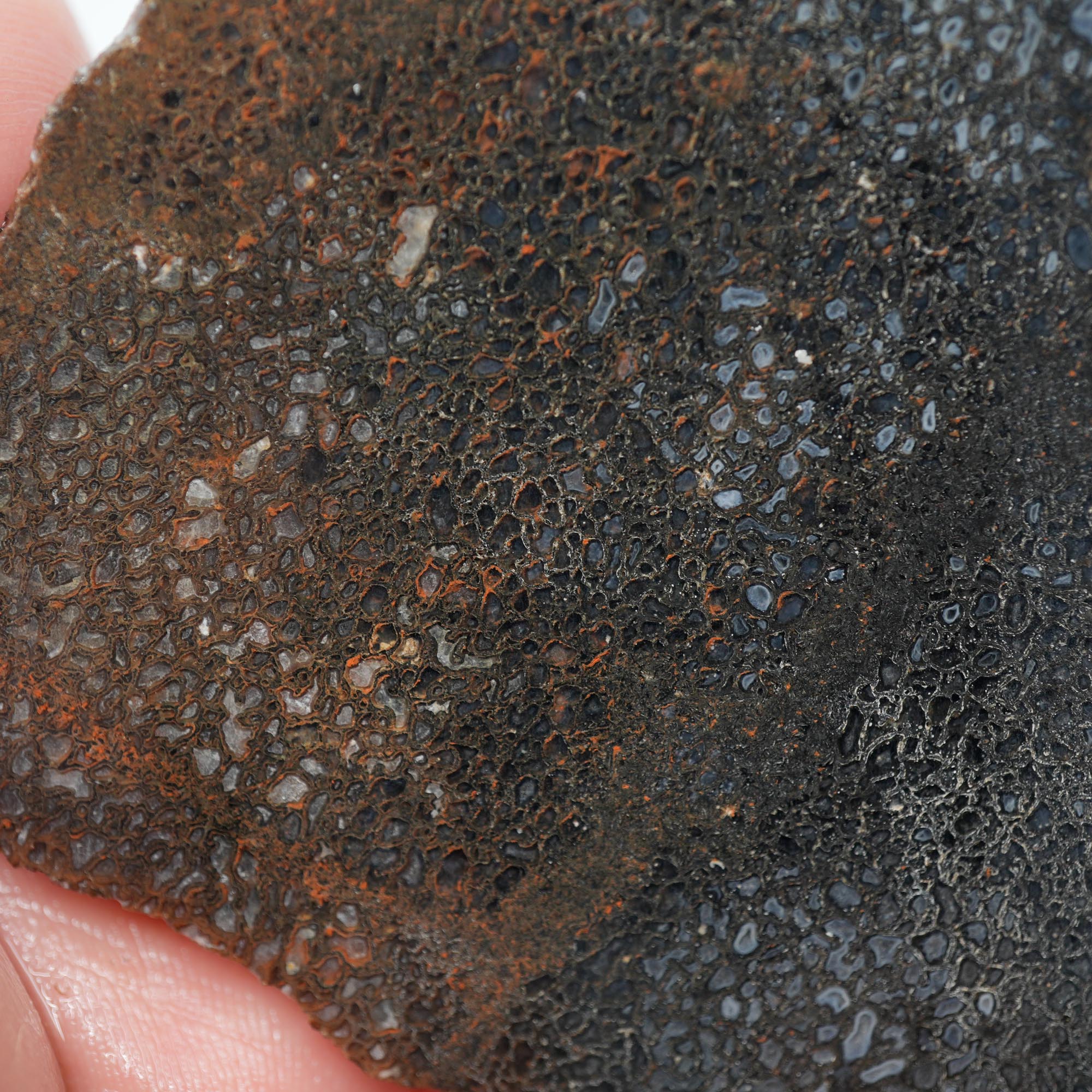 Gem Dinosaur Bone Endcut - Defined Cell Pattern Calcite Bone