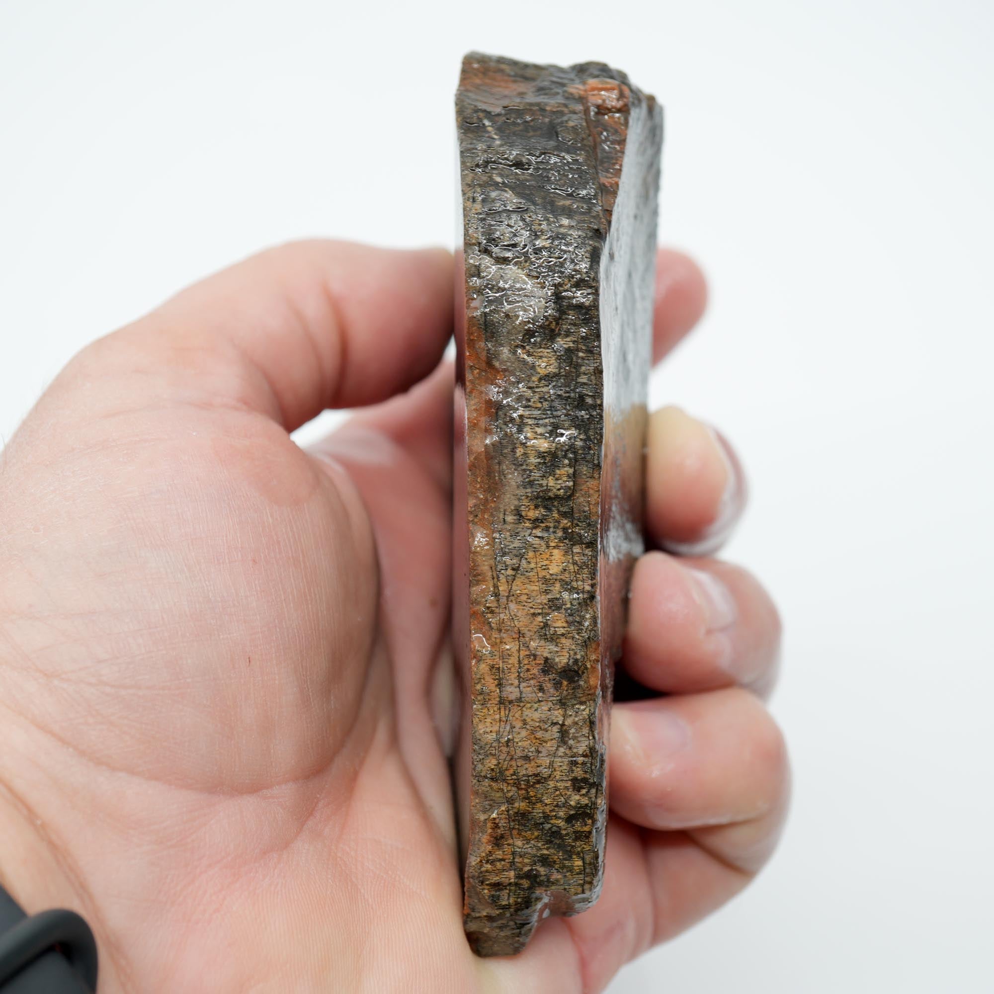 Gem Dinosaur Bone Endcut - Defined Cell Pattern Calcite Bone