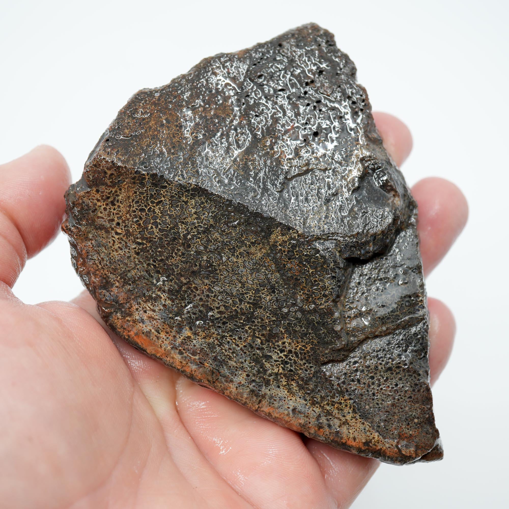 Gem Dinosaur Bone Endcut - Defined Cell Pattern Calcite Bone