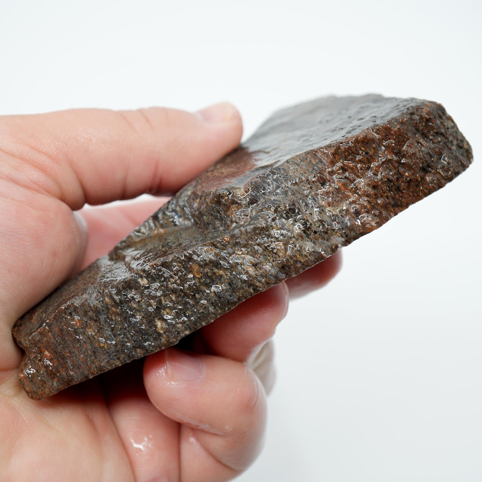 Gem Dinosaur Bone Endcut - Defined Cell Pattern Calcite Bone