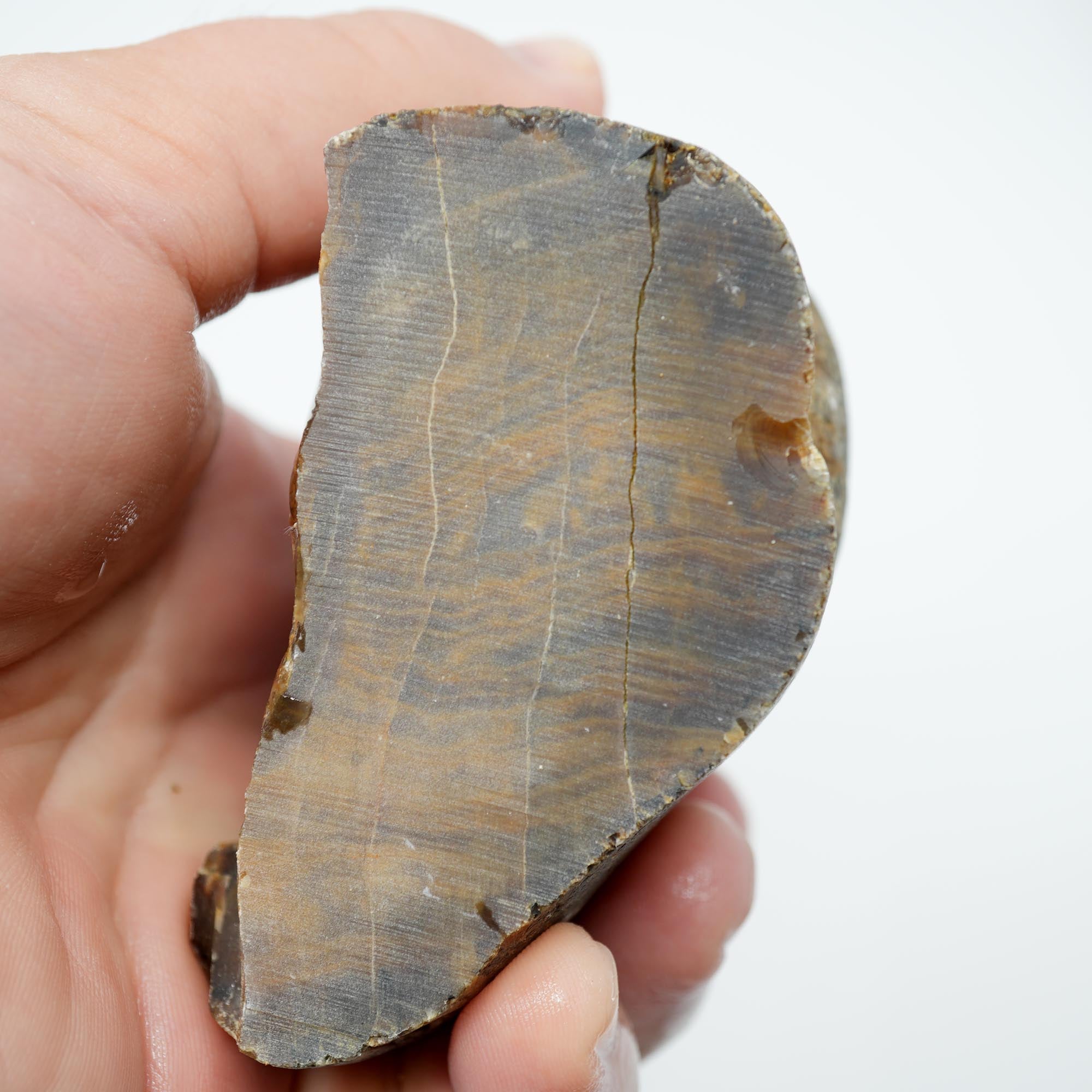 Mystery Petrified Wood Cut and Proven - Woodgrain Water Worn