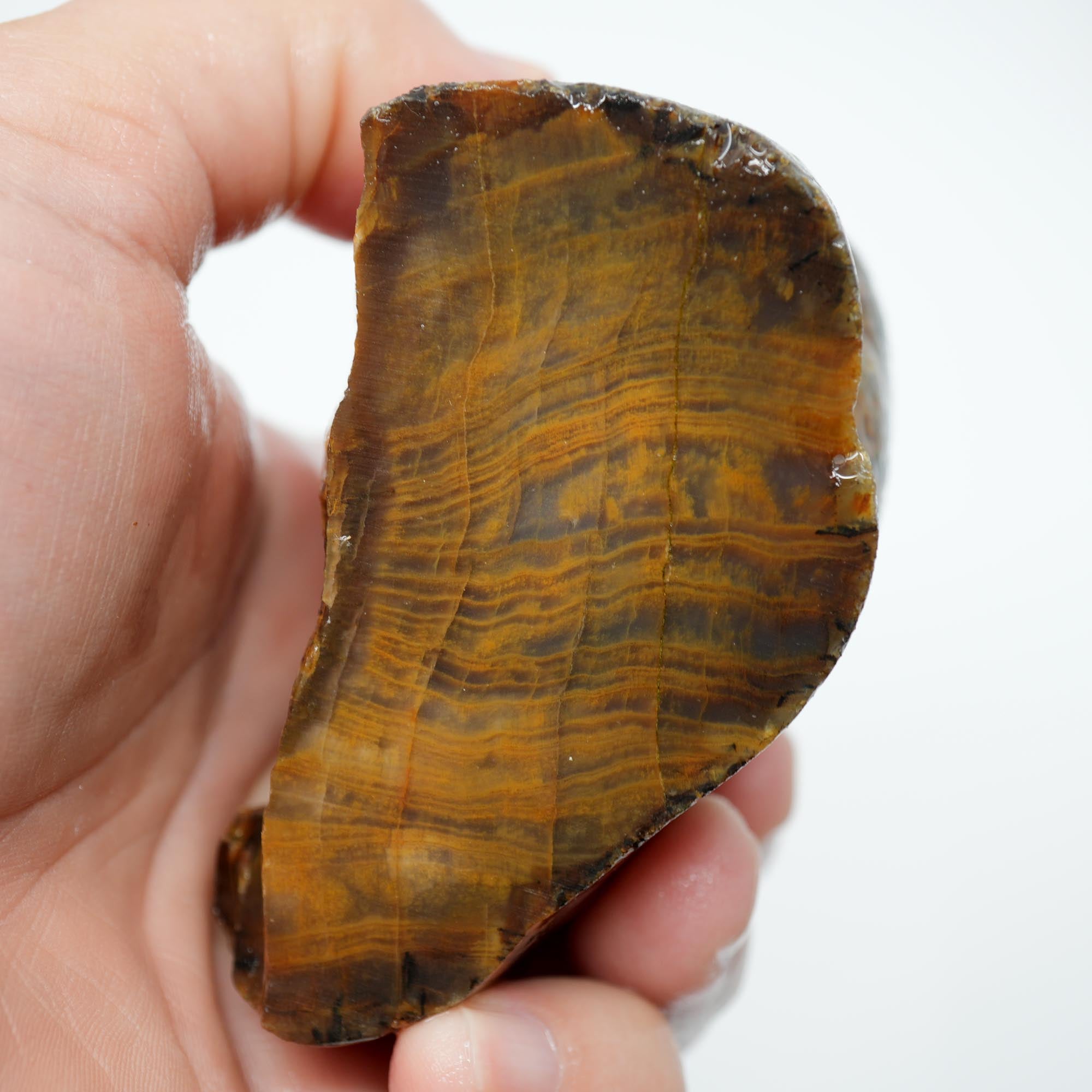Mystery Petrified Wood Cut and Proven - Woodgrain Water Worn
