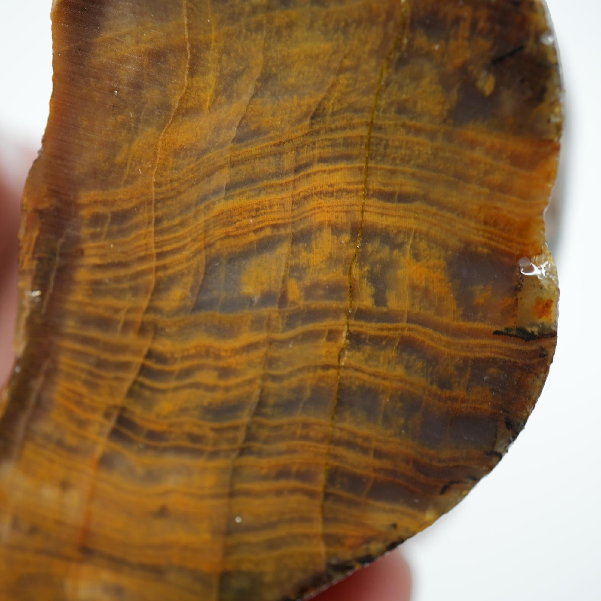 Mystery Petrified Wood Cut and Proven - Woodgrain Water Worn