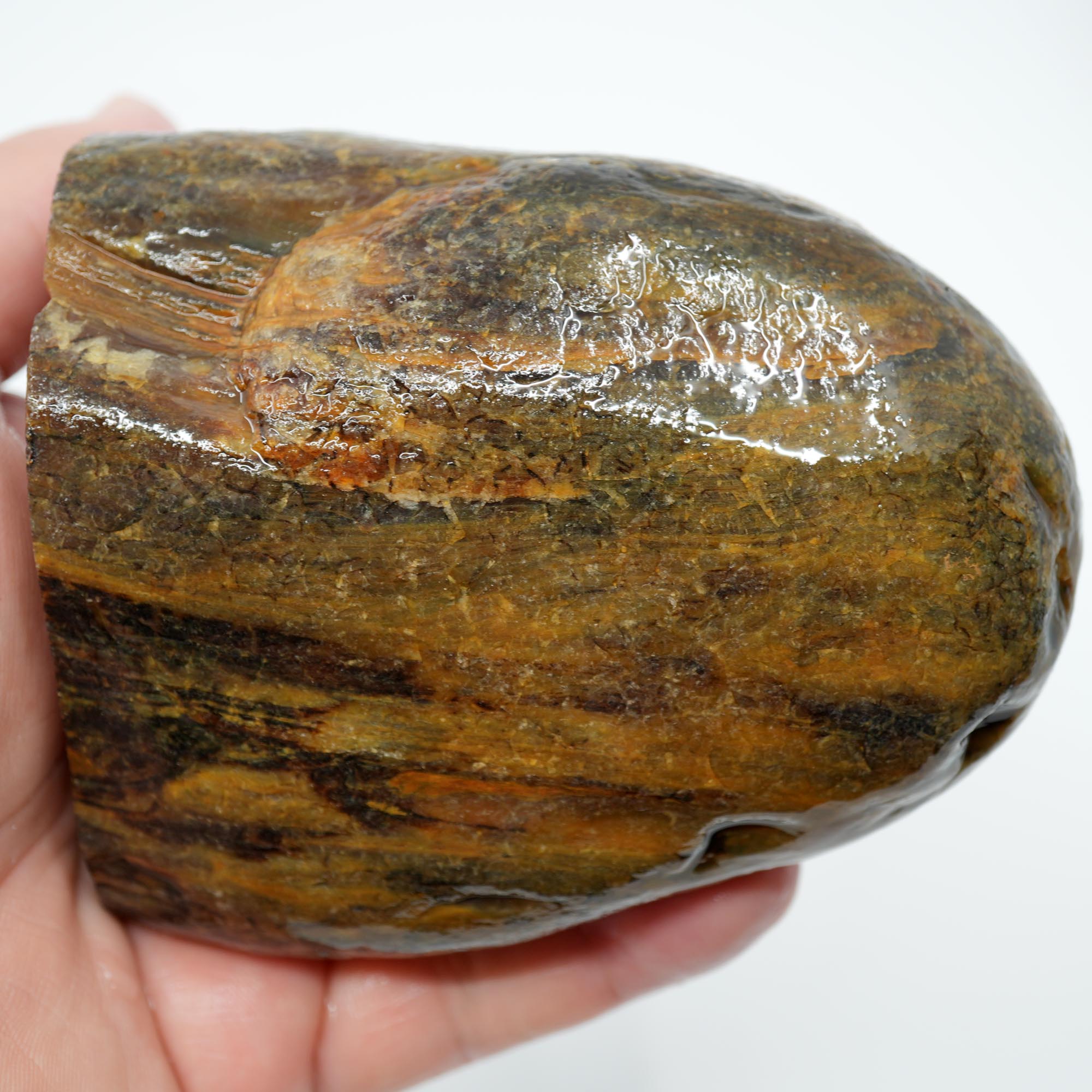 Mystery Petrified Wood Cut and Proven - Woodgrain Water Worn