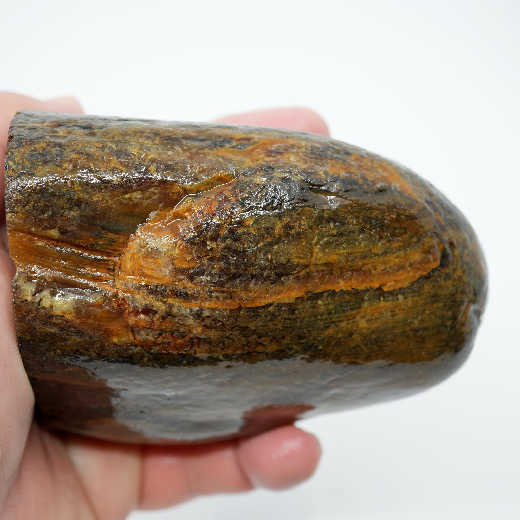 Mystery Petrified Wood Cut and Proven - Woodgrain Water Worn