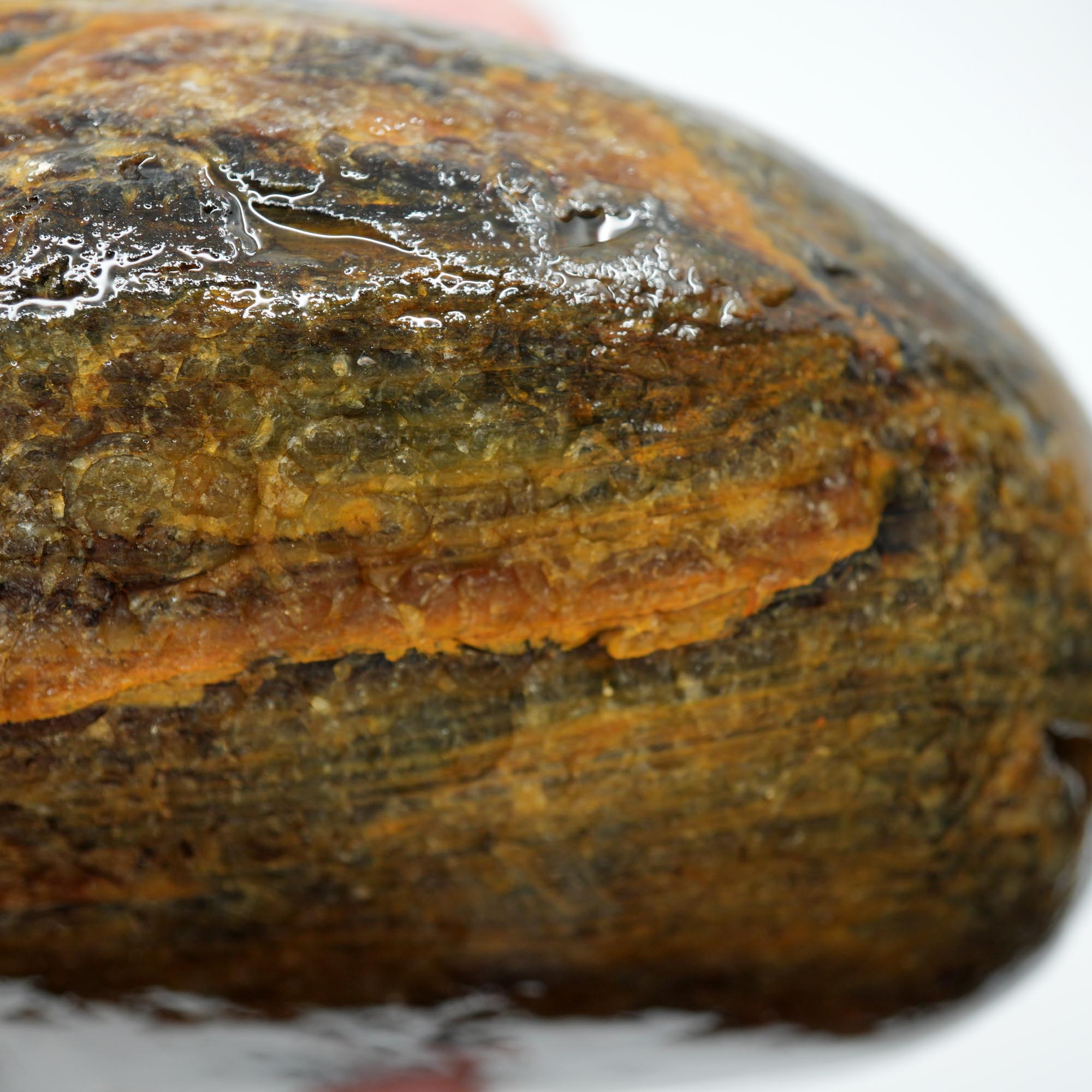 Mystery Petrified Wood Cut and Proven - Woodgrain Water Worn