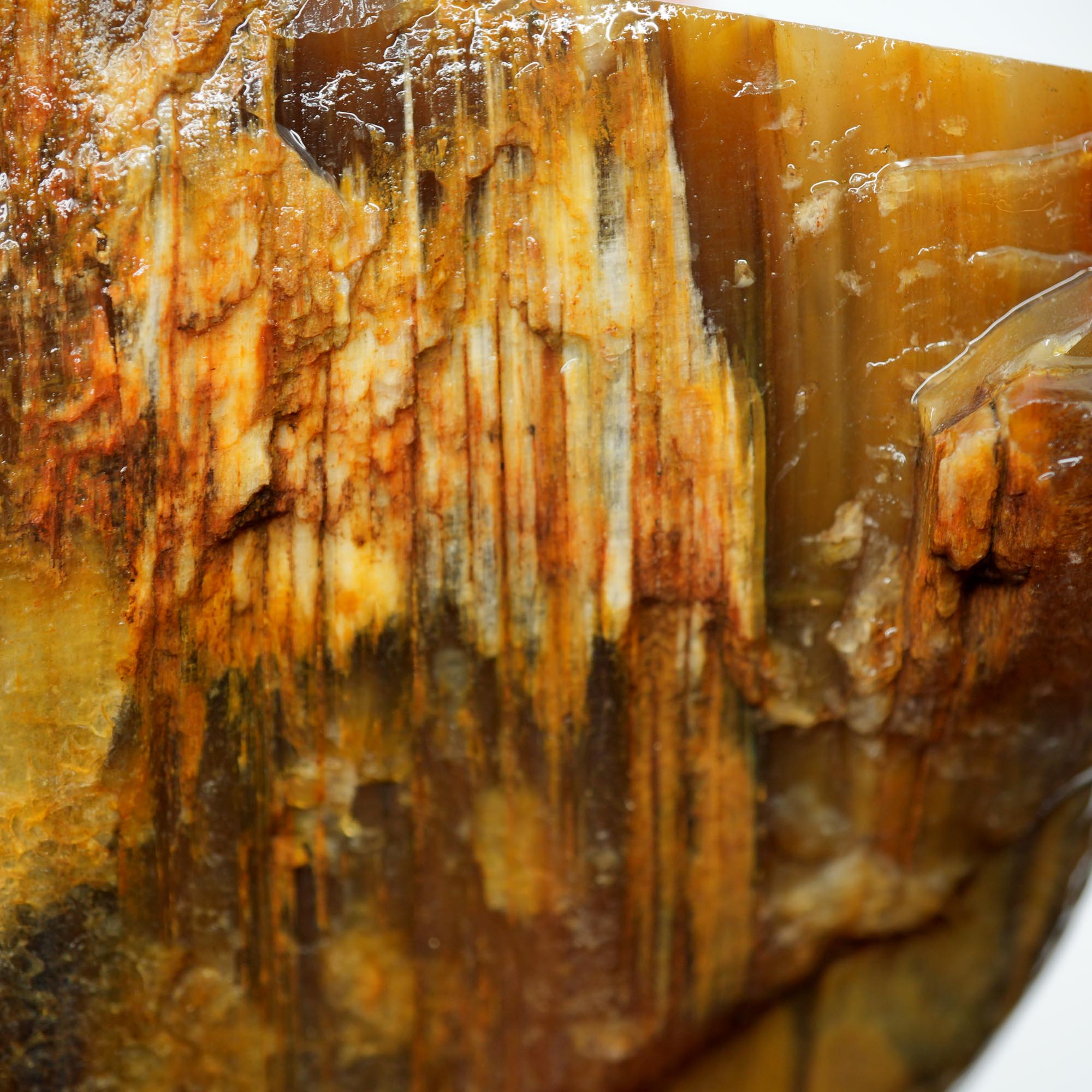 Mystery Petrified Wood Cut and Proven - Woodgrain Water Worn