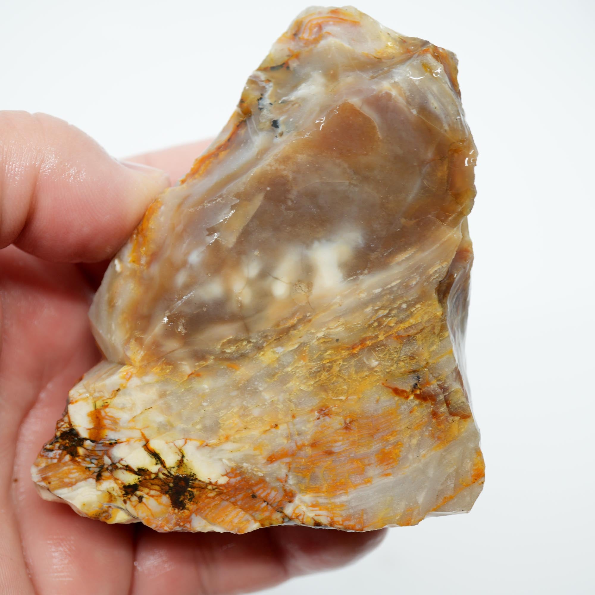 Mystery Opalized Wood Endcut - Gemmy Pattern Old Stock