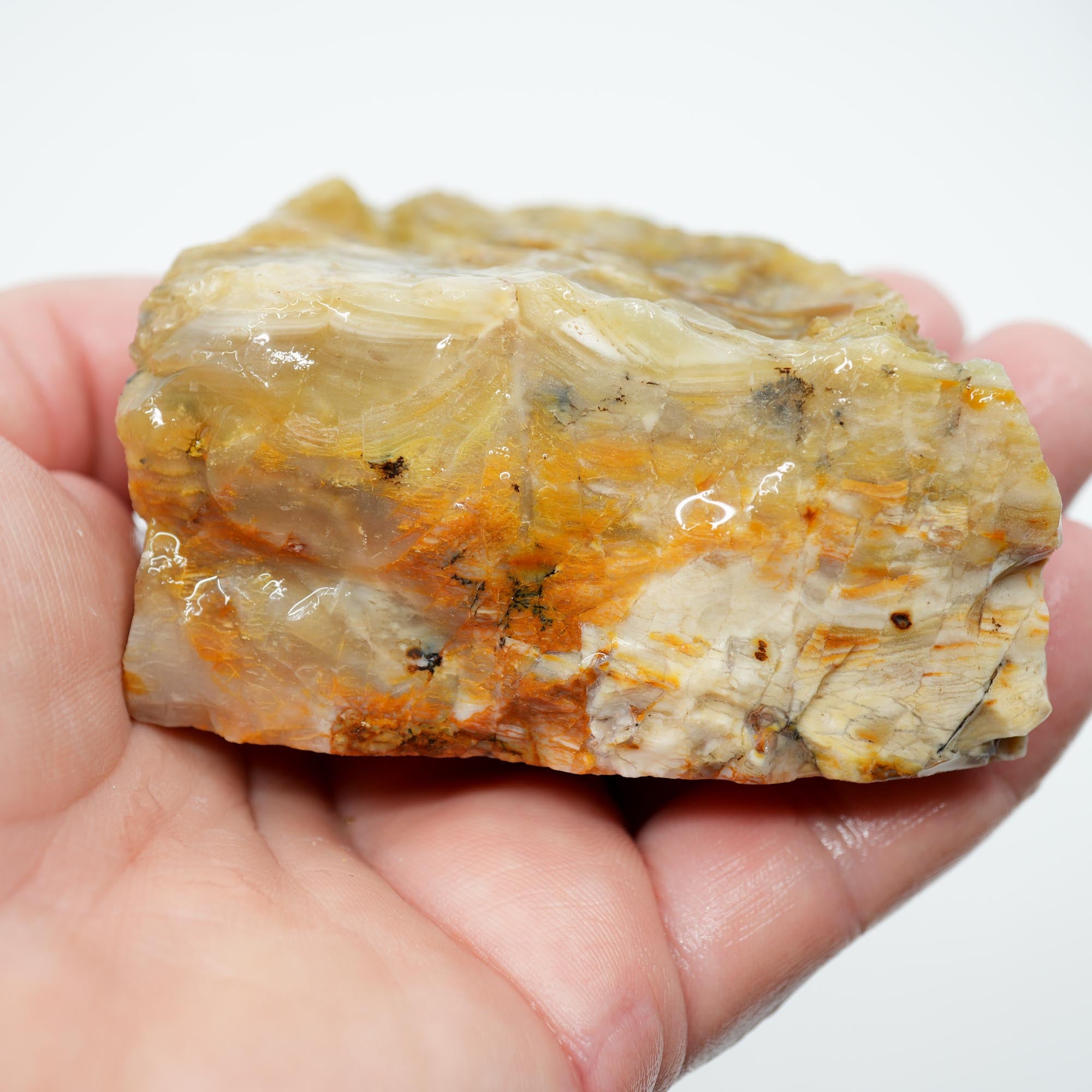 Mystery Opalized Wood Endcut - Gemmy Pattern Old Stock