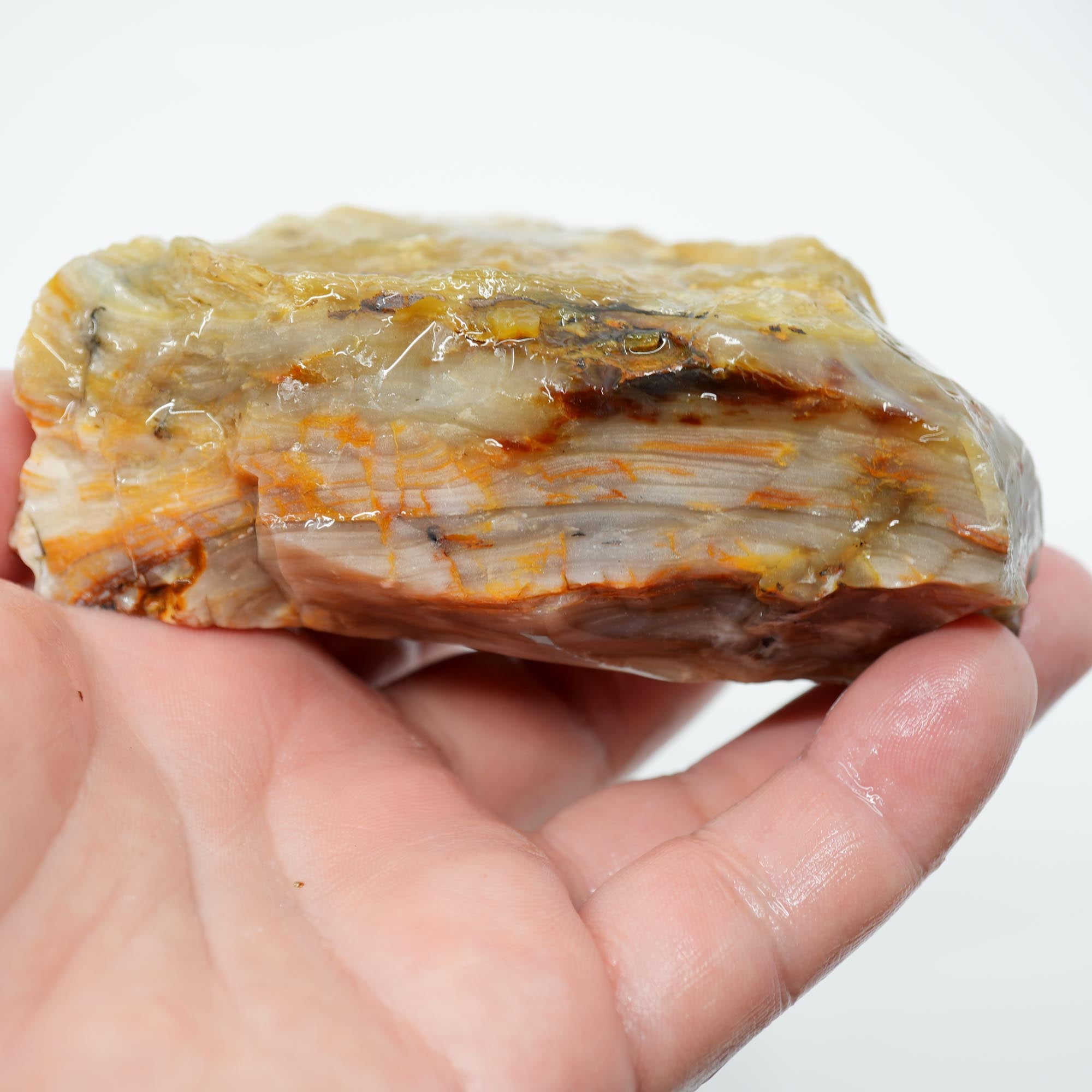 Mystery Opalized Wood Endcut - Gemmy Pattern Old Stock