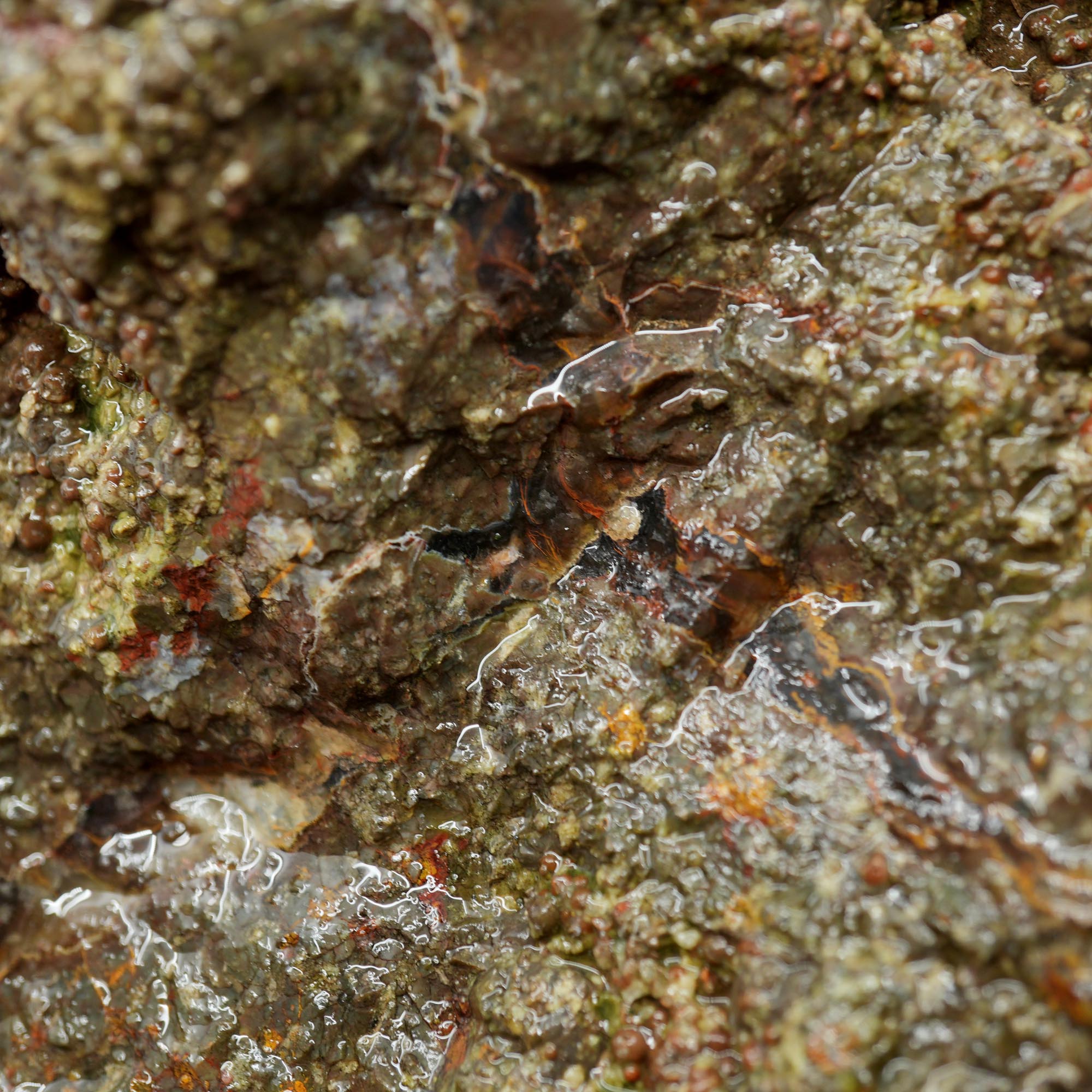 Large Lucky Strike Thunderegg Rough - Huge Meaty Star Moss Potential