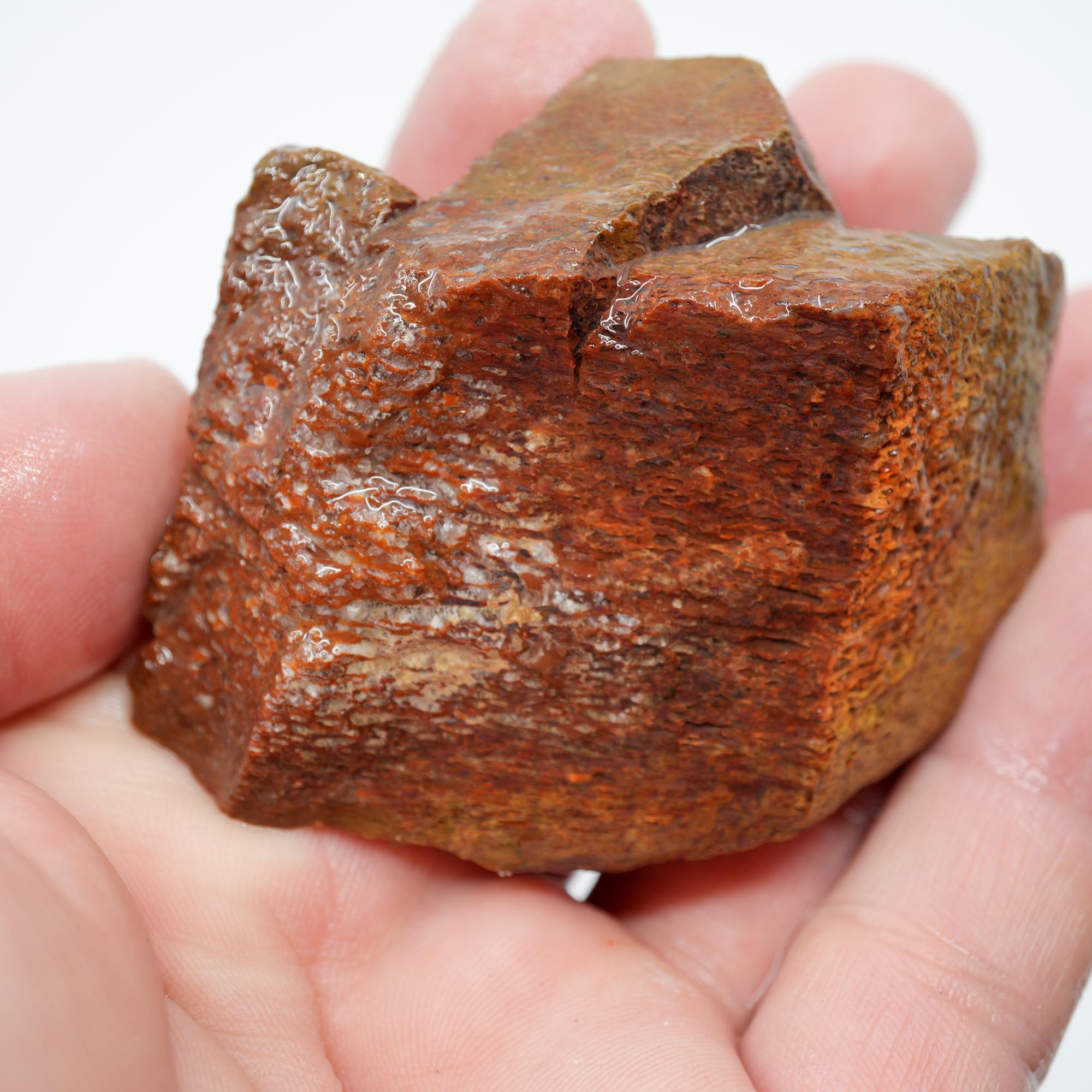 Gem Dinosaur Bone Rough - Red Cell Pattern Display Trimmer