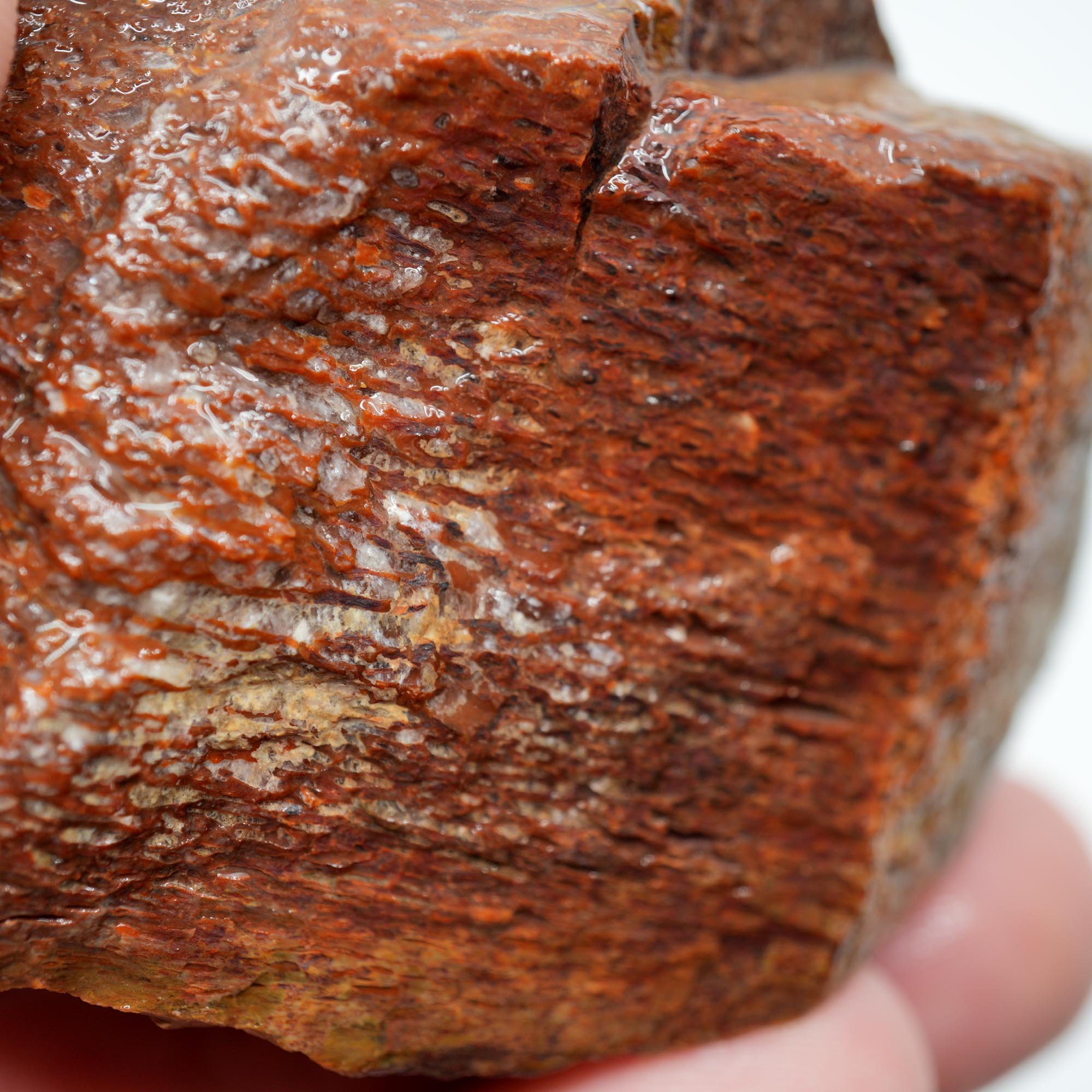 Gem Dinosaur Bone Rough - Red Cell Pattern Display Trimmer