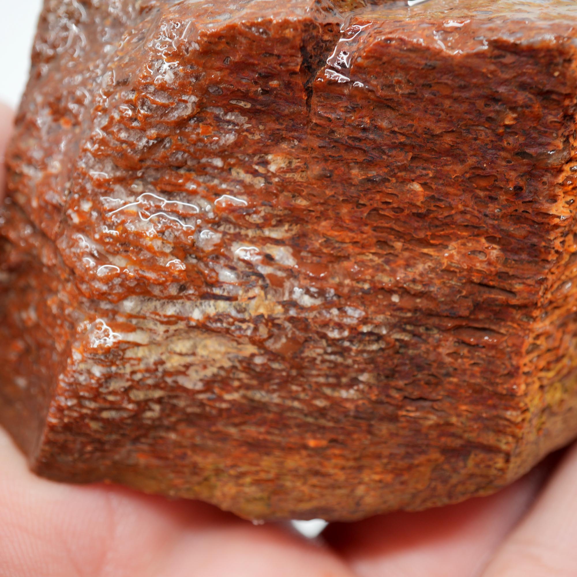Gem Dinosaur Bone Rough - Red Cell Pattern Display Trimmer
