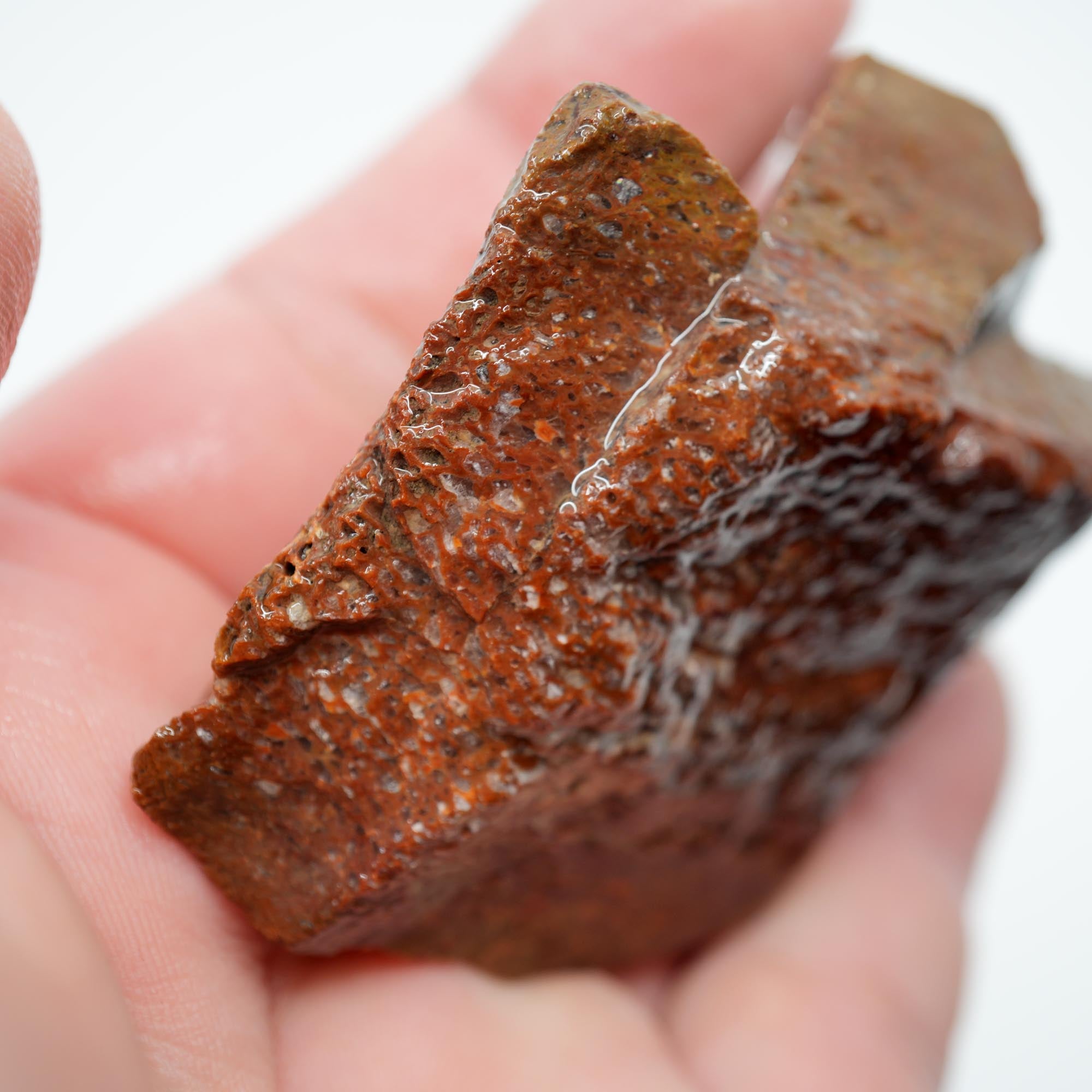 Gem Dinosaur Bone Rough - Red Cell Pattern Display Trimmer