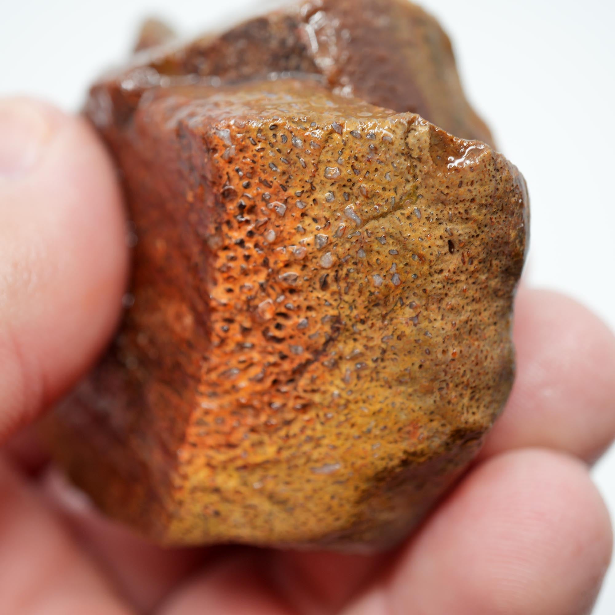 Gem Dinosaur Bone Rough - Red Cell Pattern Display Trimmer
