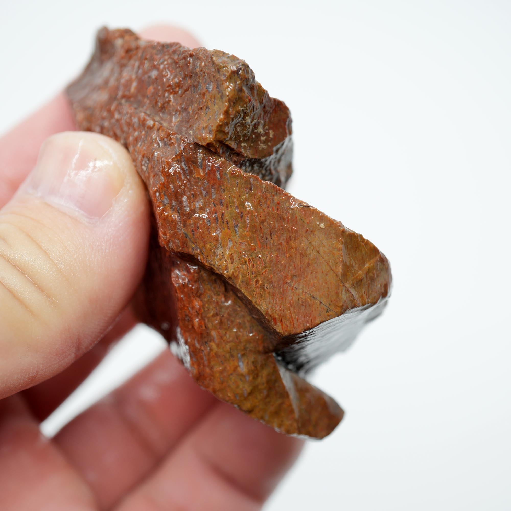 Gem Dinosaur Bone Rough - Red Cell Pattern Display Trimmer
