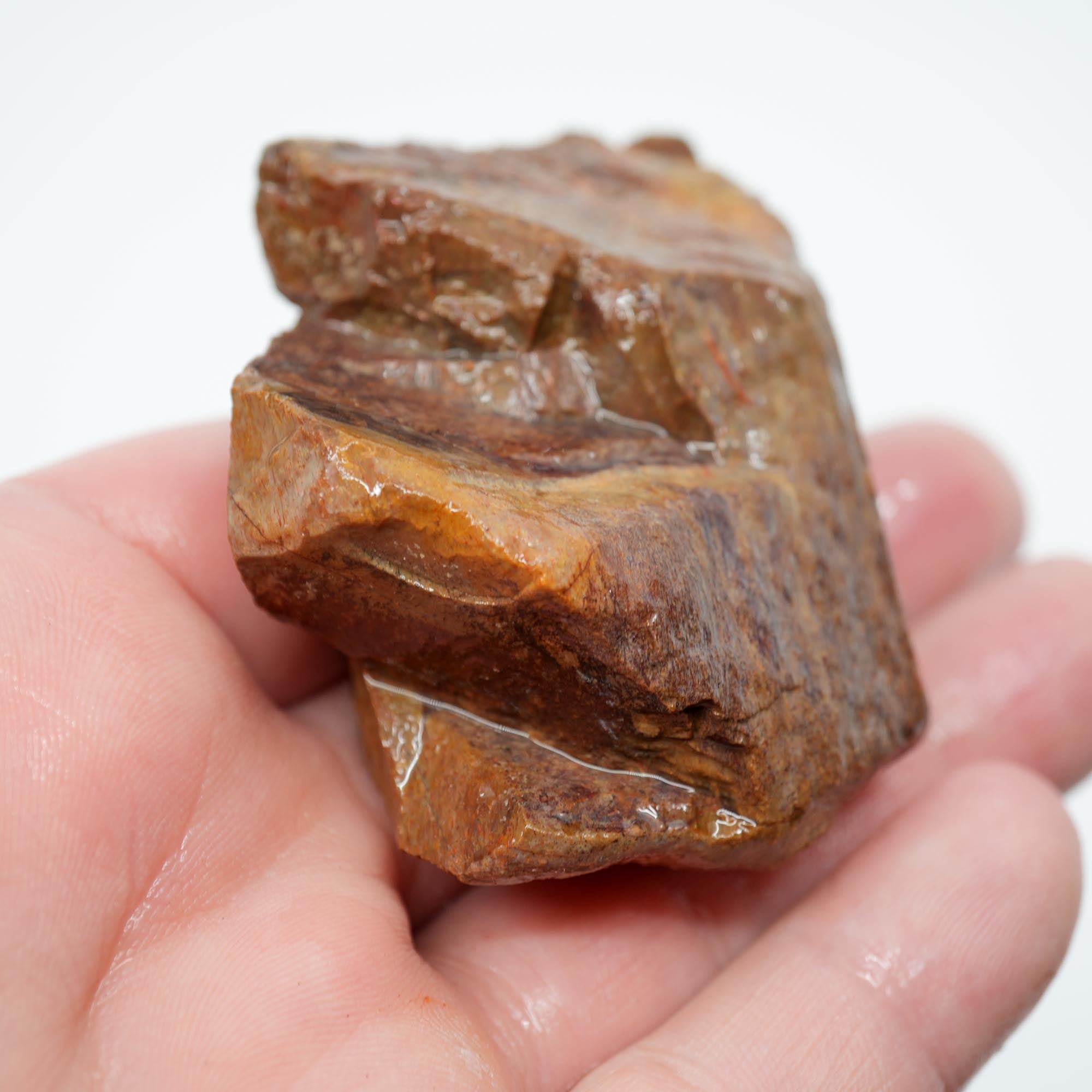 Gem Dinosaur Bone Rough - Red Cell Pattern Display Trimmer