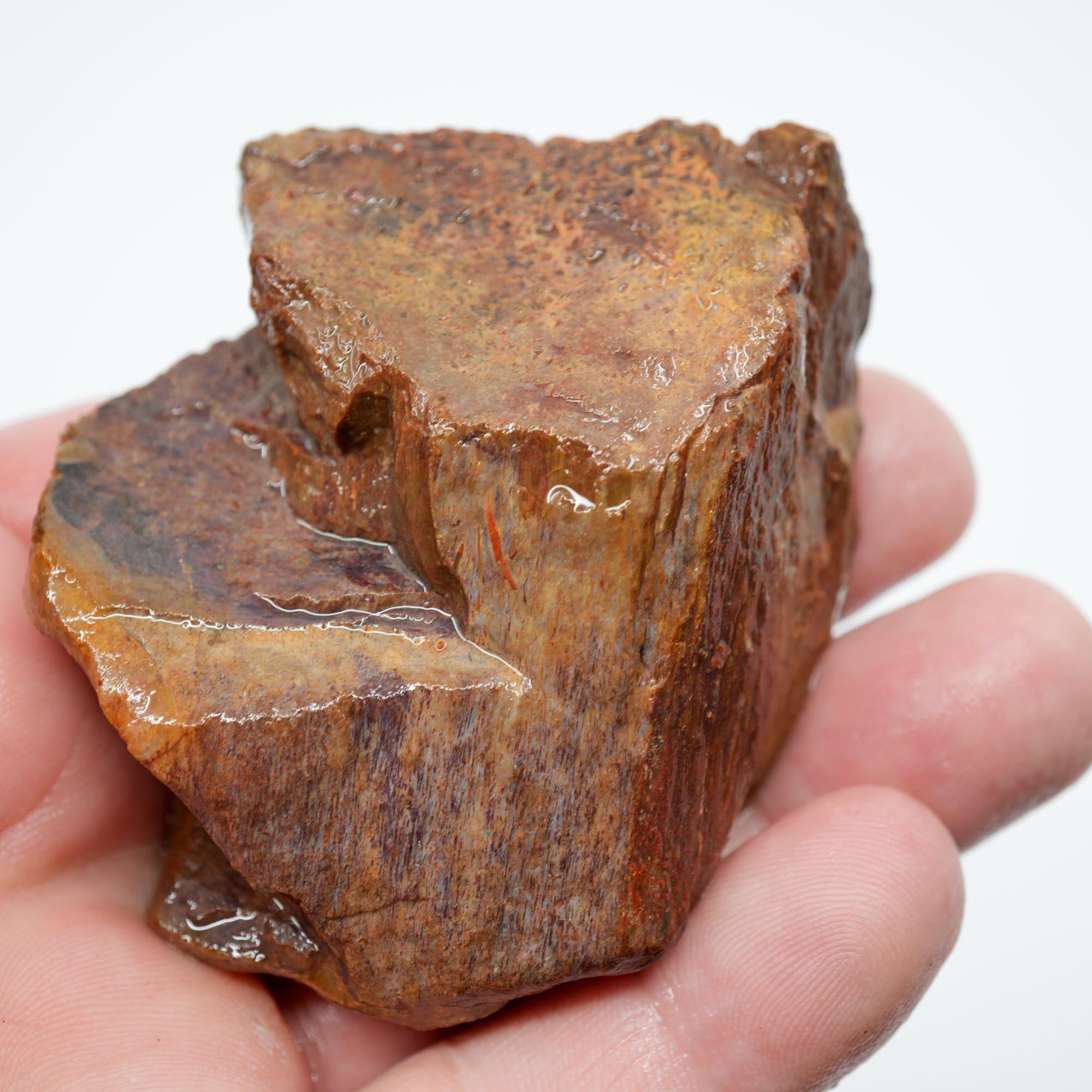 Gem Dinosaur Bone Rough - Red Cell Pattern Display Trimmer