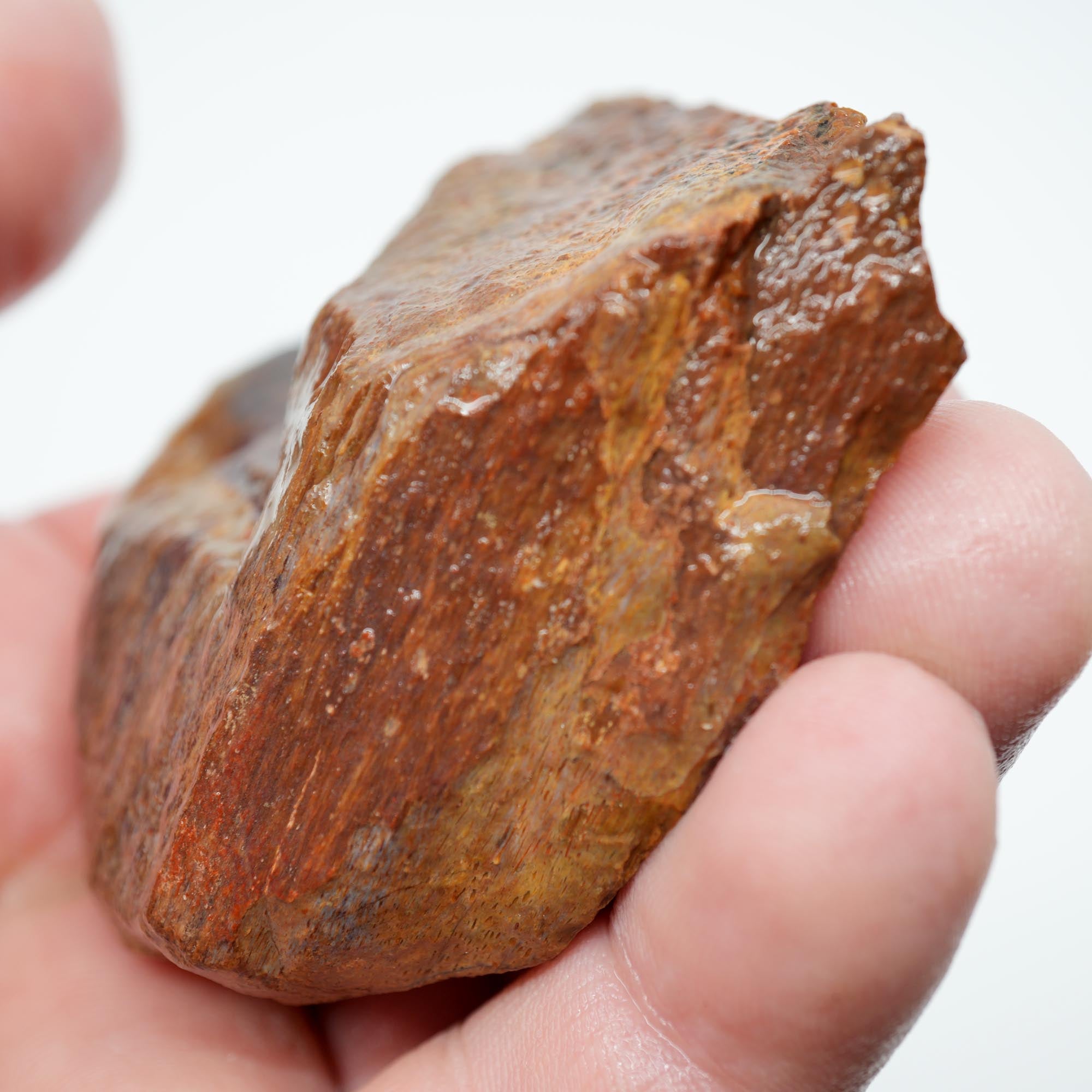 Gem Dinosaur Bone Rough - Red Cell Pattern Display Trimmer