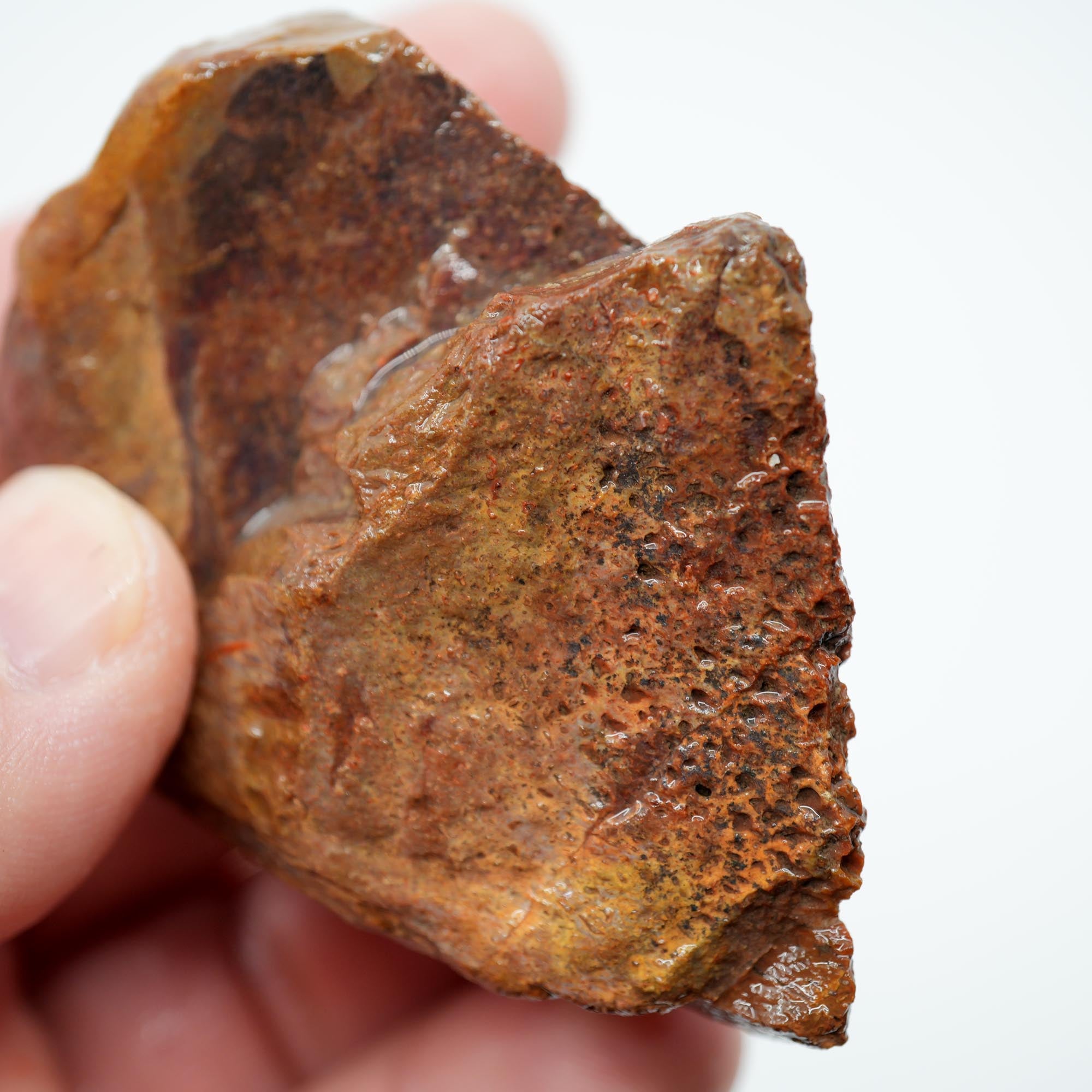 Gem Dinosaur Bone Rough - Red Cell Pattern Display Trimmer