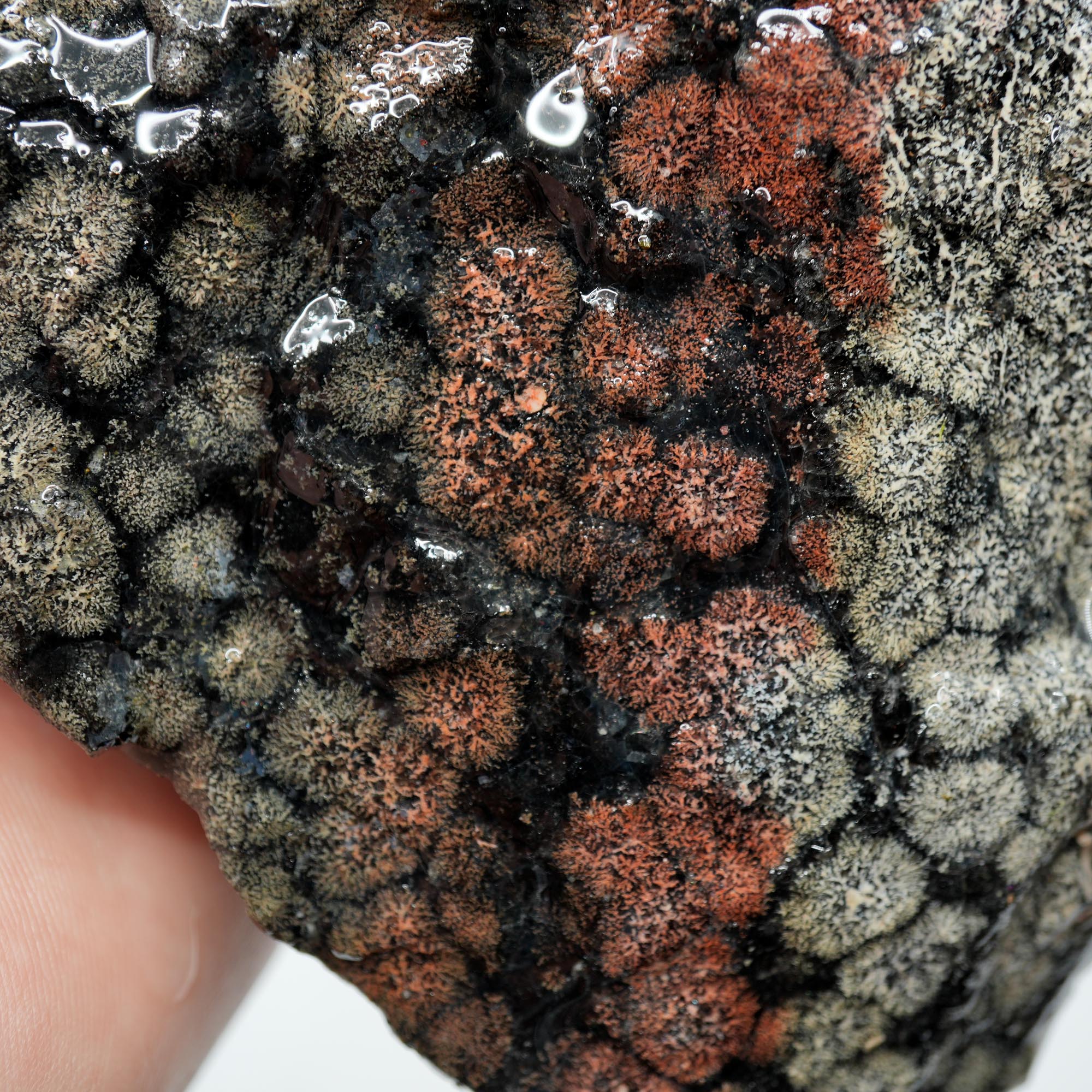 Flower Obsidian Rough - Flower Pattern Red Streak High Grade