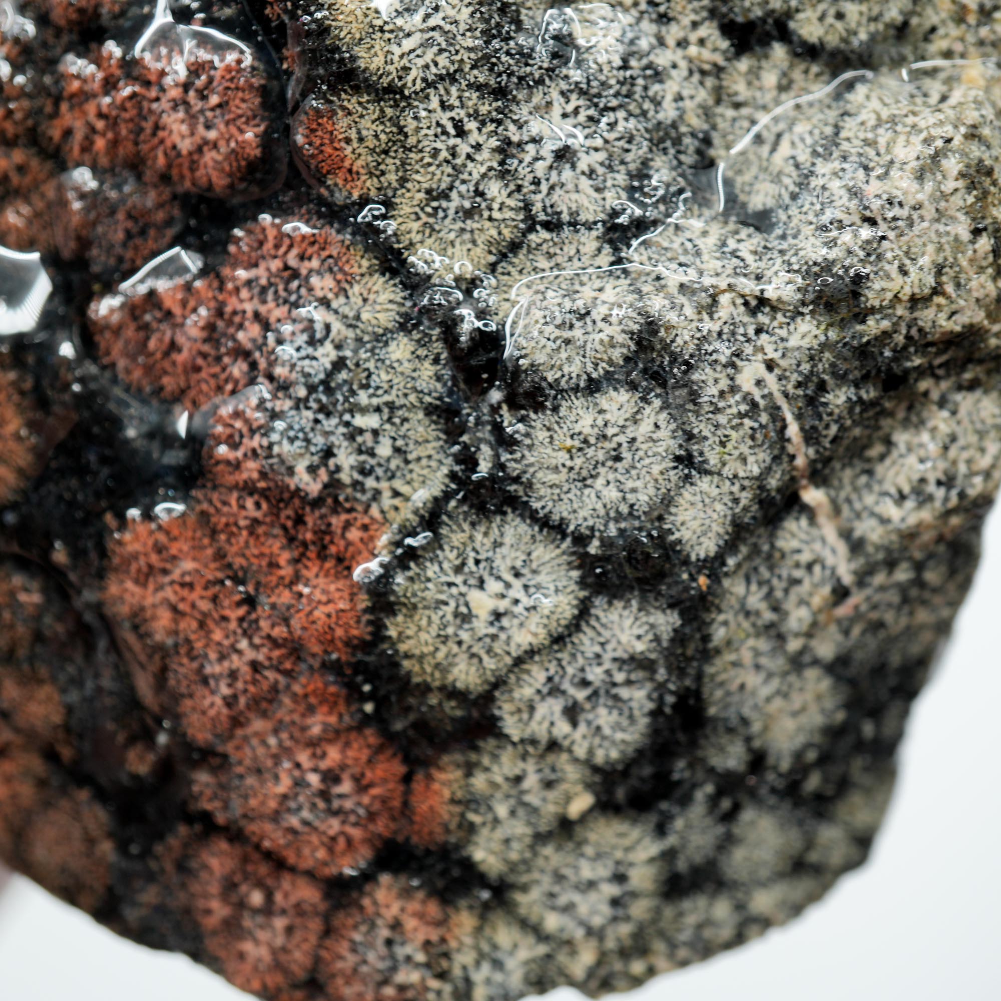 Flower Obsidian Rough - Flower Pattern Red Streak High Grade