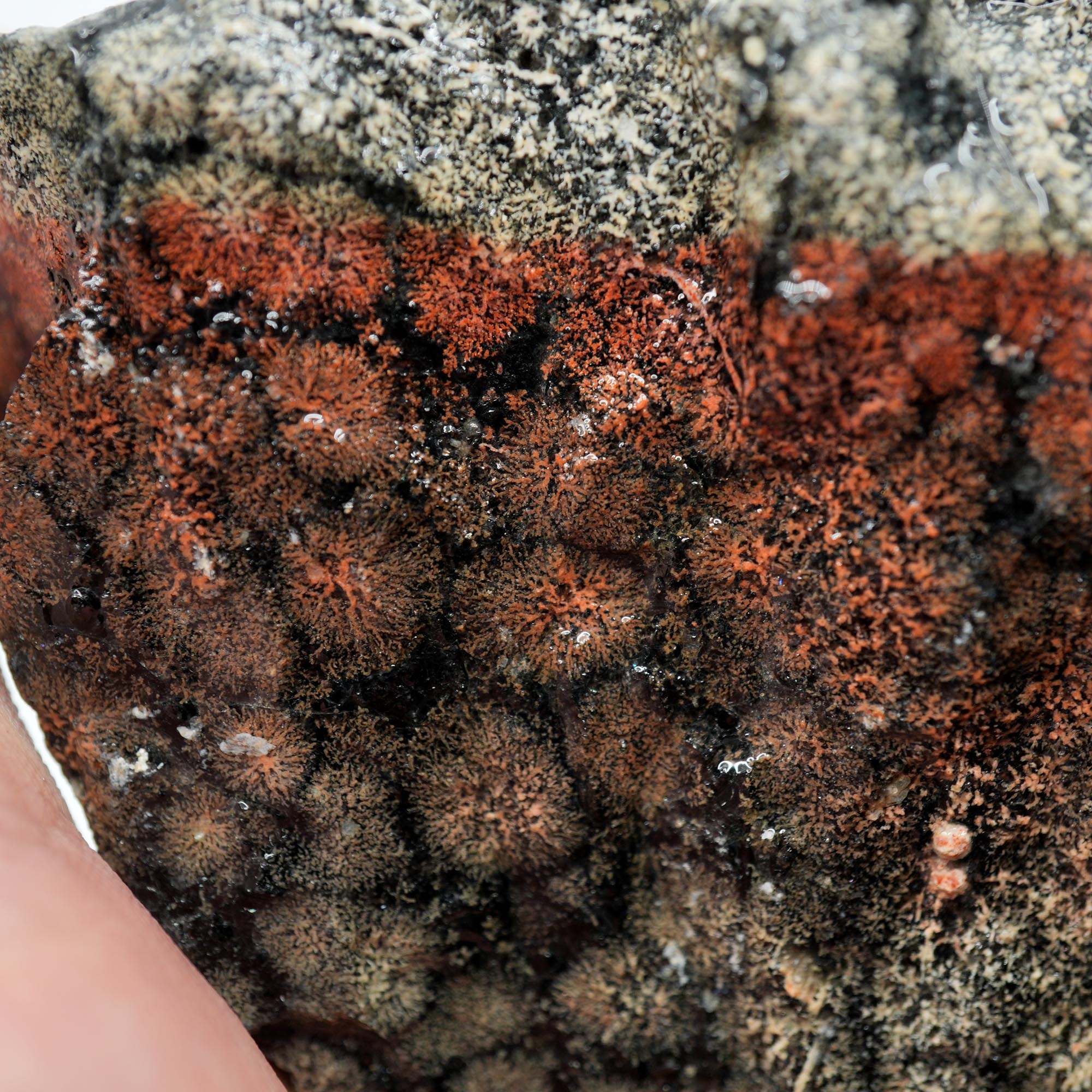 Flower Obsidian Rough - Flower Pattern Red Streak High Grade