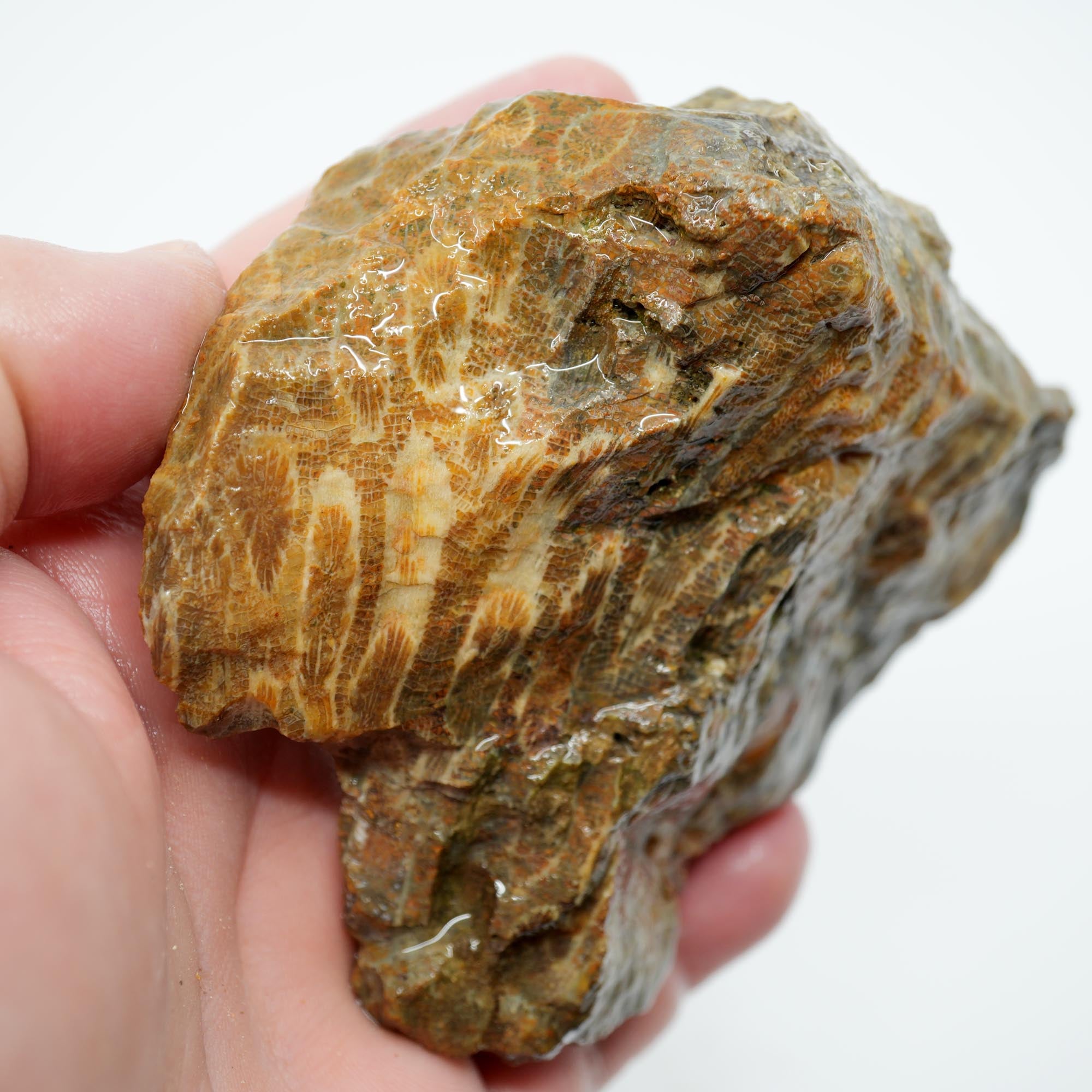 Indonesian Fossil Coral Rough - Butterscotch Black Coral Flowers