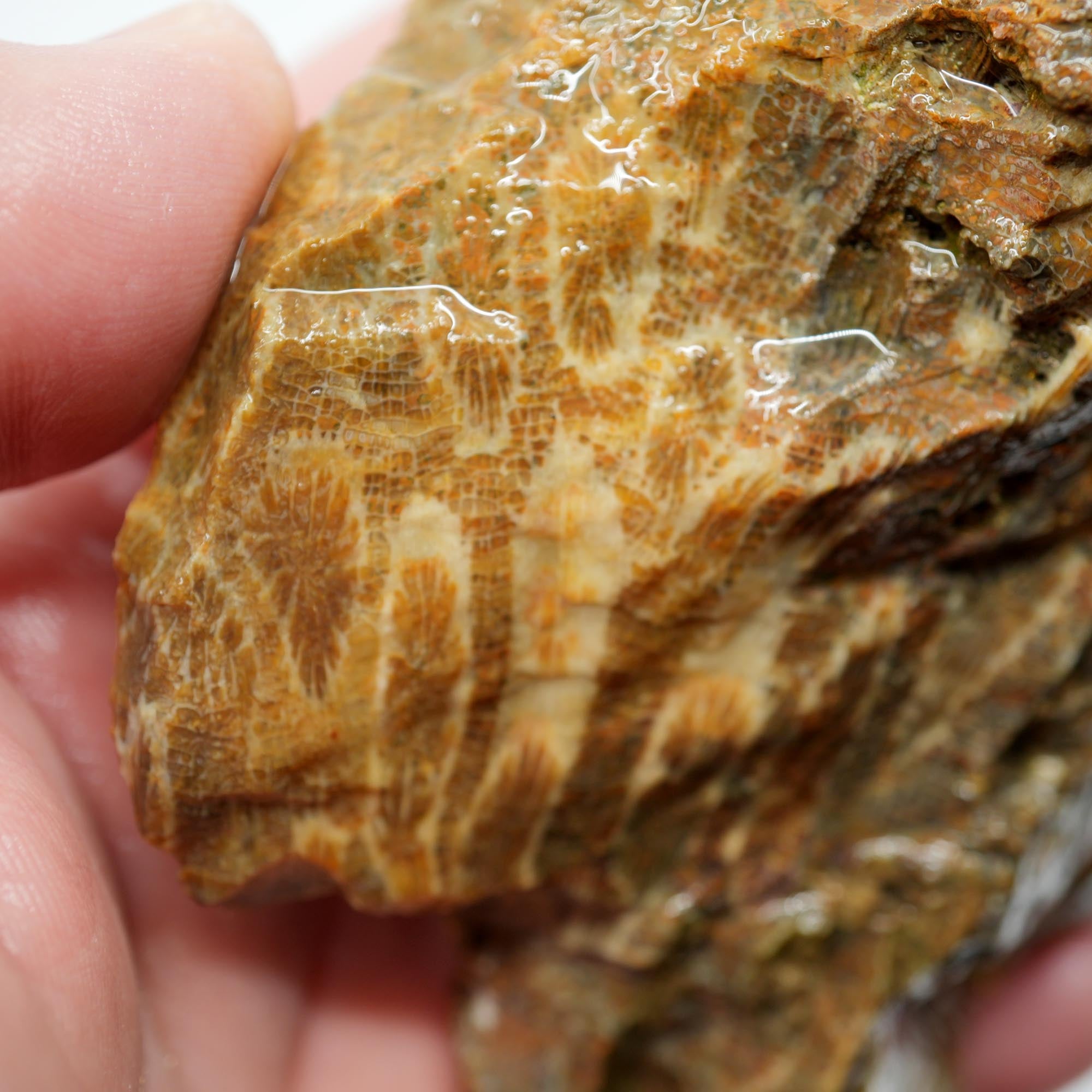 Indonesian Fossil Coral Rough - Butterscotch Black Coral Flowers