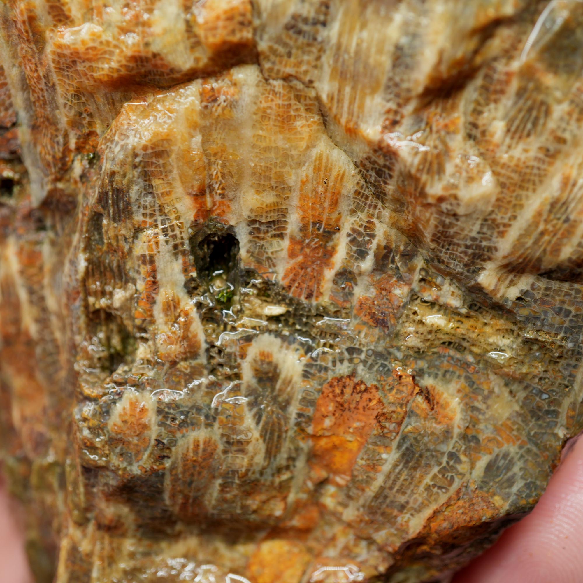 Indonesian Fossil Coral Rough - Butterscotch Black Coral Flowers