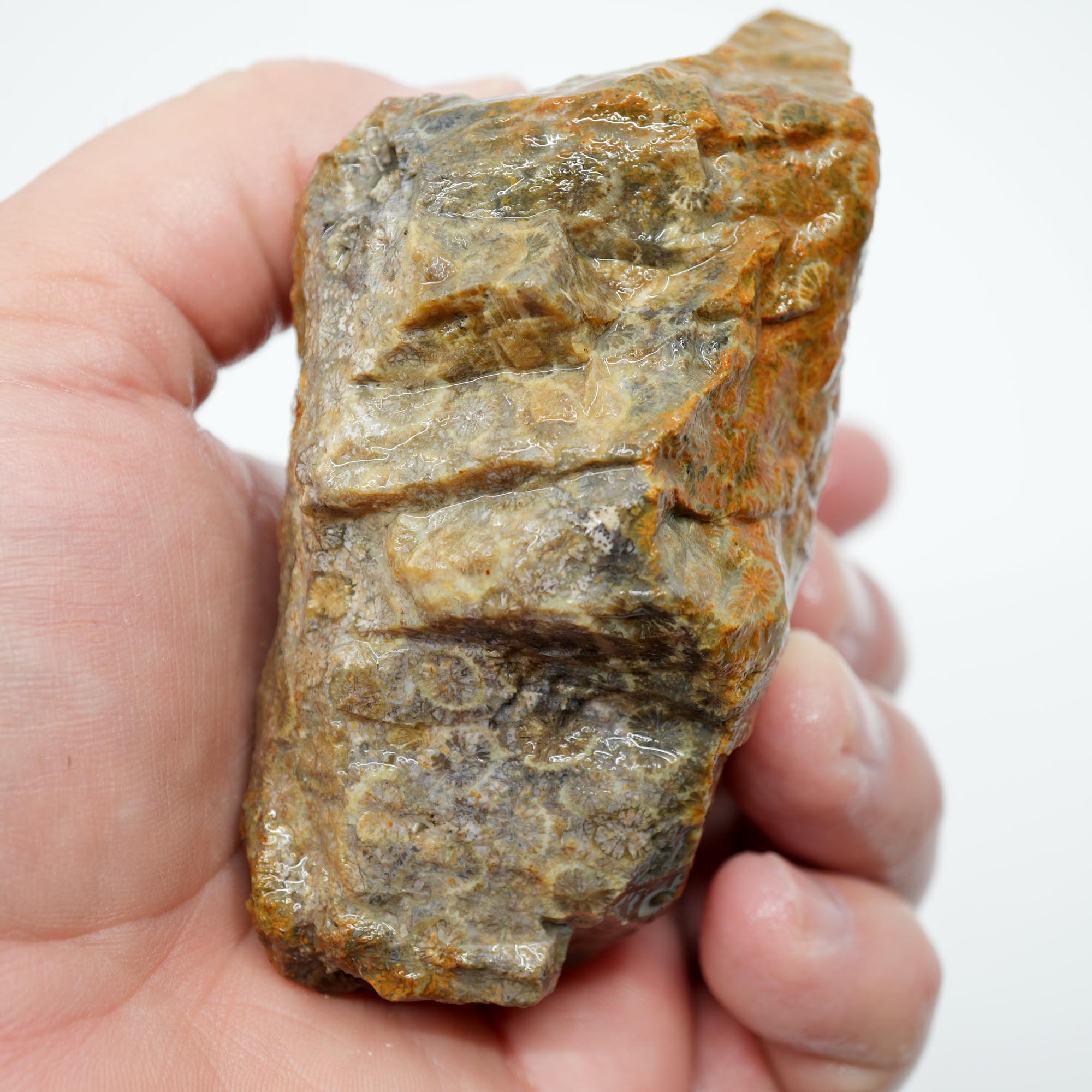 Indonesian Fossil Coral Rough - Butterscotch Black Coral Flowers