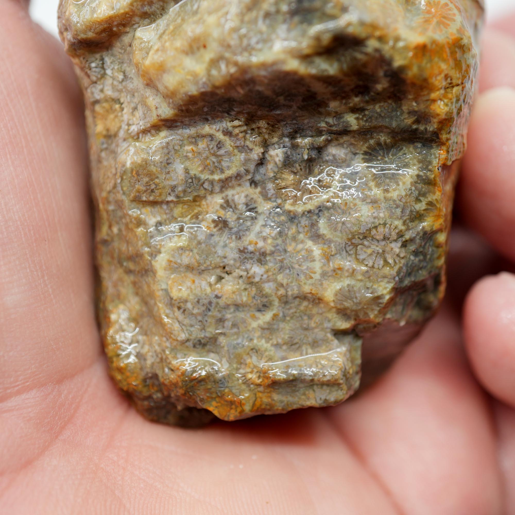 Indonesian Fossil Coral Rough - Butterscotch Black Coral Flowers