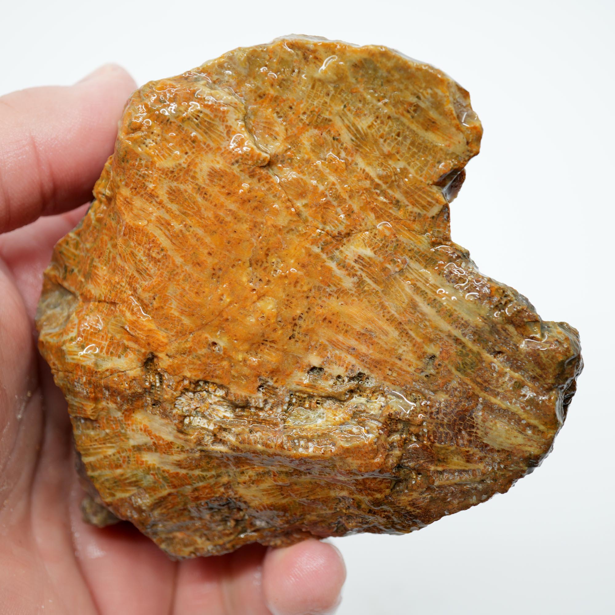 Indonesian Fossil Coral Rough - Butterscotch Black Coral Flowers